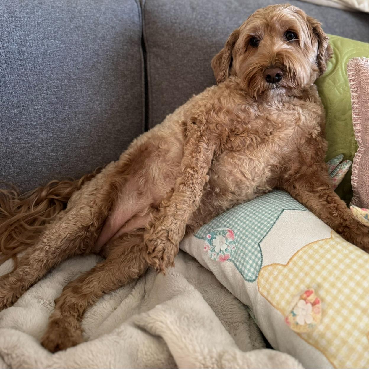 Posey, an adoptable Labradoodle in La Center, WA, 98629 | Photo Image 2