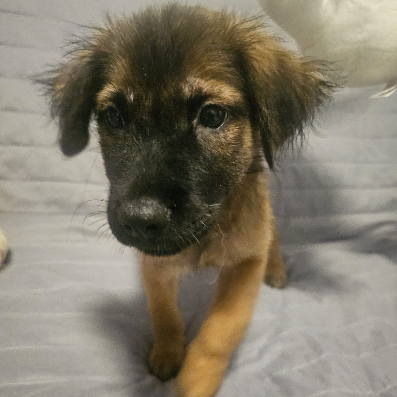 Enlarge HAPPY "Definitely." (Currently in Puerto Rico), a Adoptable mixed breed in New York, NY image 2/5