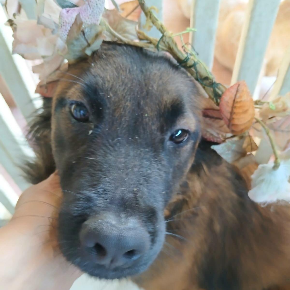 Enlarge HAPPY "Definitely." (Currently in Puerto Rico), a Adoptable mixed breed in New York, NY image 1/5