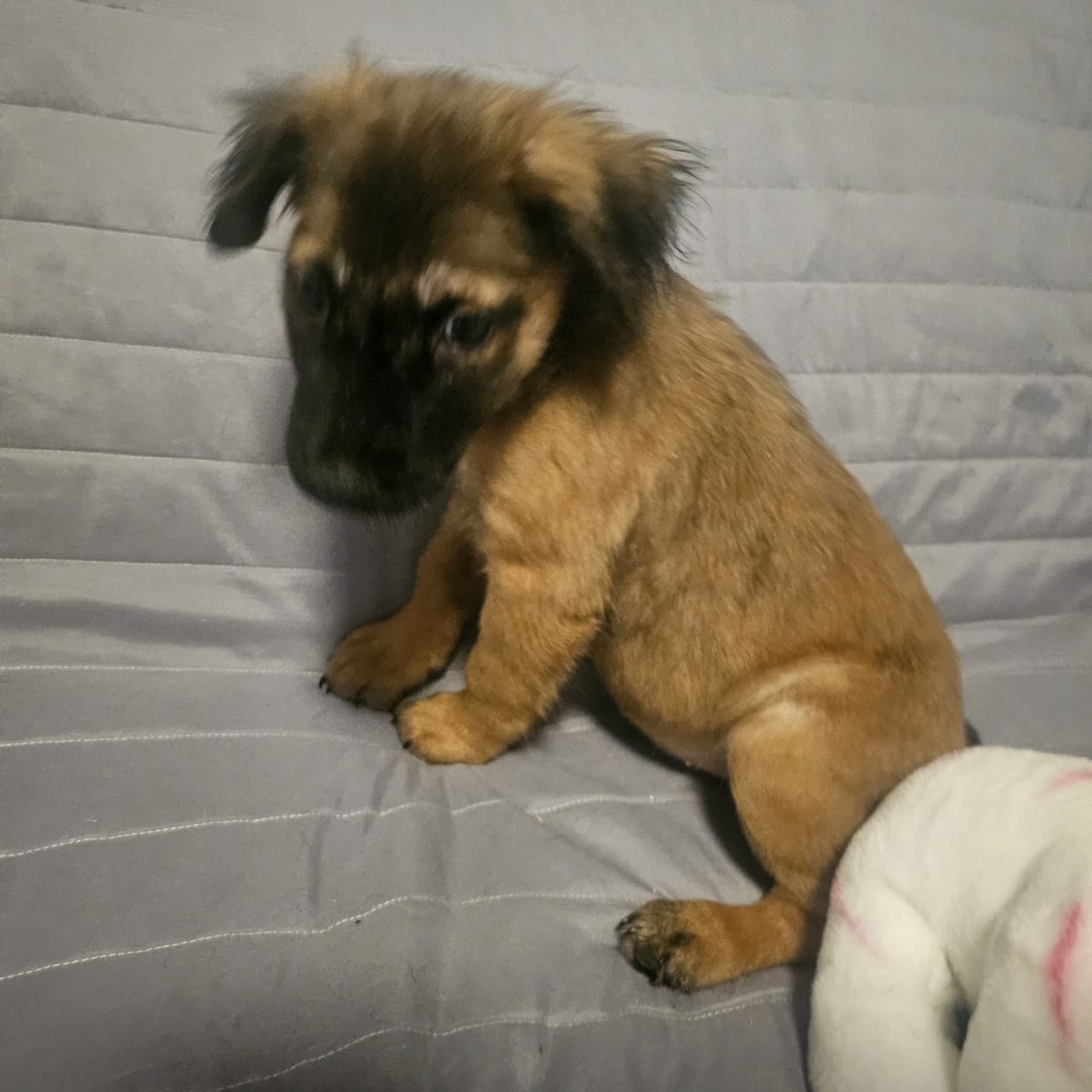 Enlarge HAPPY "Definitely." (Currently in Puerto Rico), a Adoptable mixed breed in New York, NY image 4/5