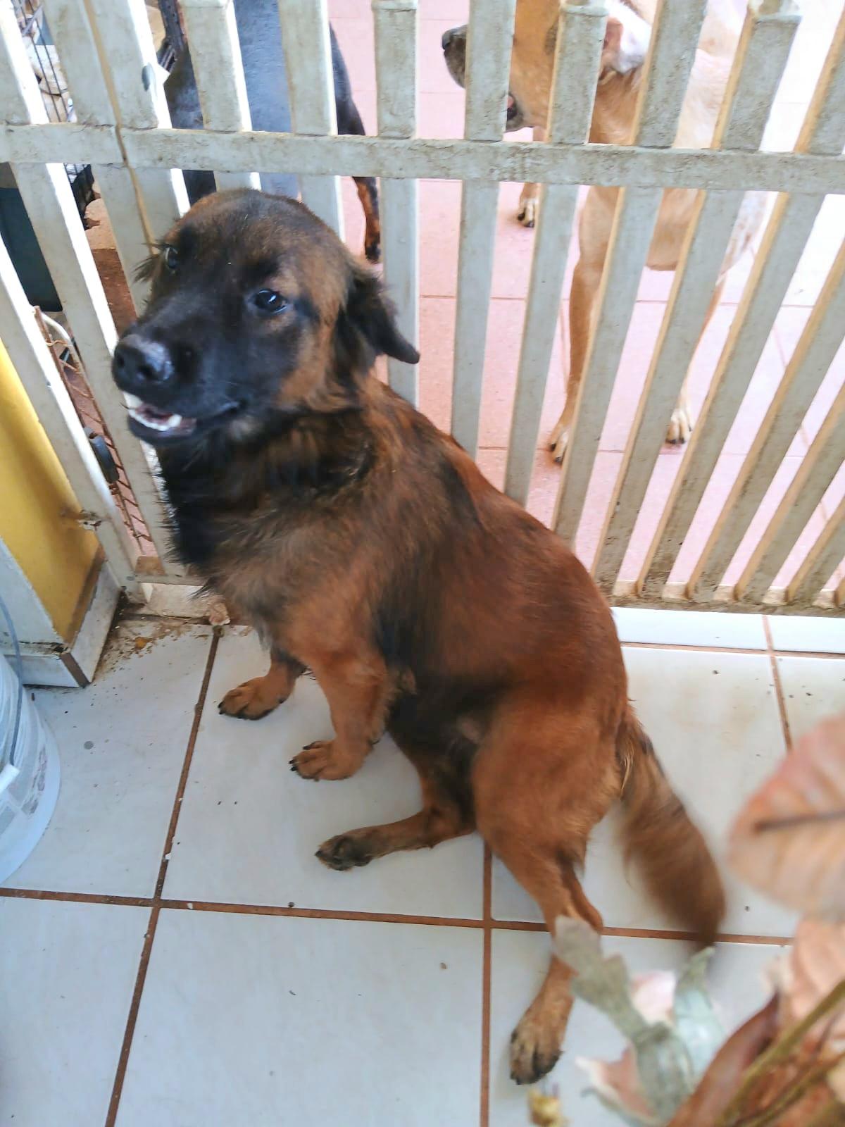 Enlarge HAPPY "Definitely." (Currently in Puerto Rico), a Adoptable mixed breed in New York, NY image 3/5