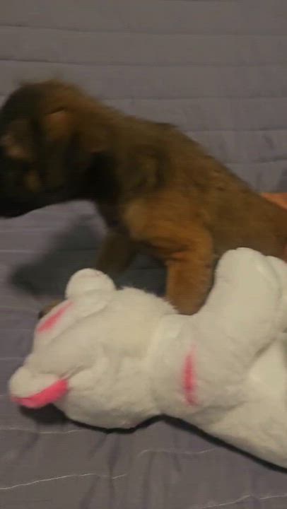 Enlarge HAPPY "Definitely." (Currently in Puerto Rico), a Adoptable mixed breed in New York, NY video 5/5