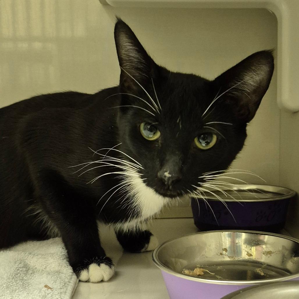 Salt, Adoptable, Young Female Domestic Short Hair.