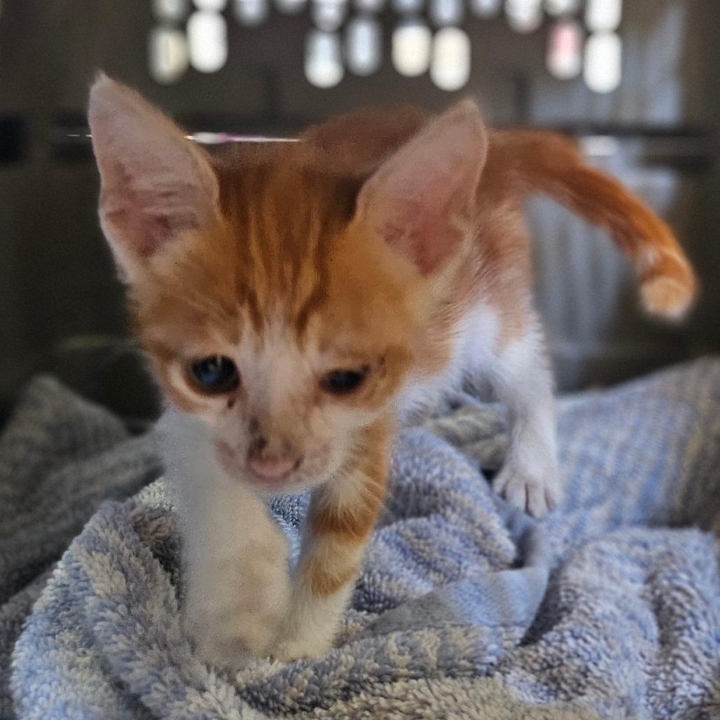 M&M, Adoptable, Kitten Male Domestic Short Hair.