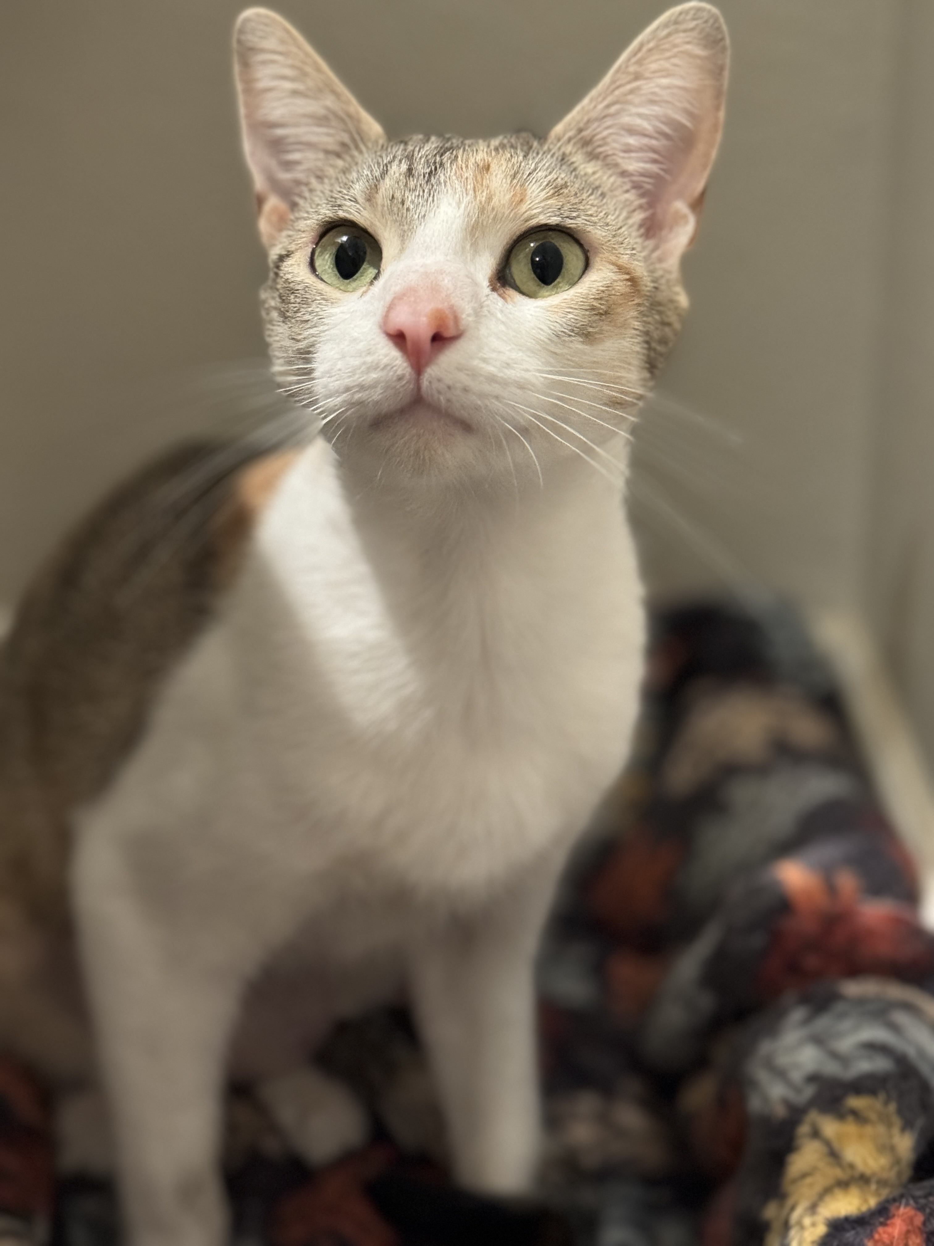 Cleo, Adoptable, Young Female Calico & Dilute Calico.
