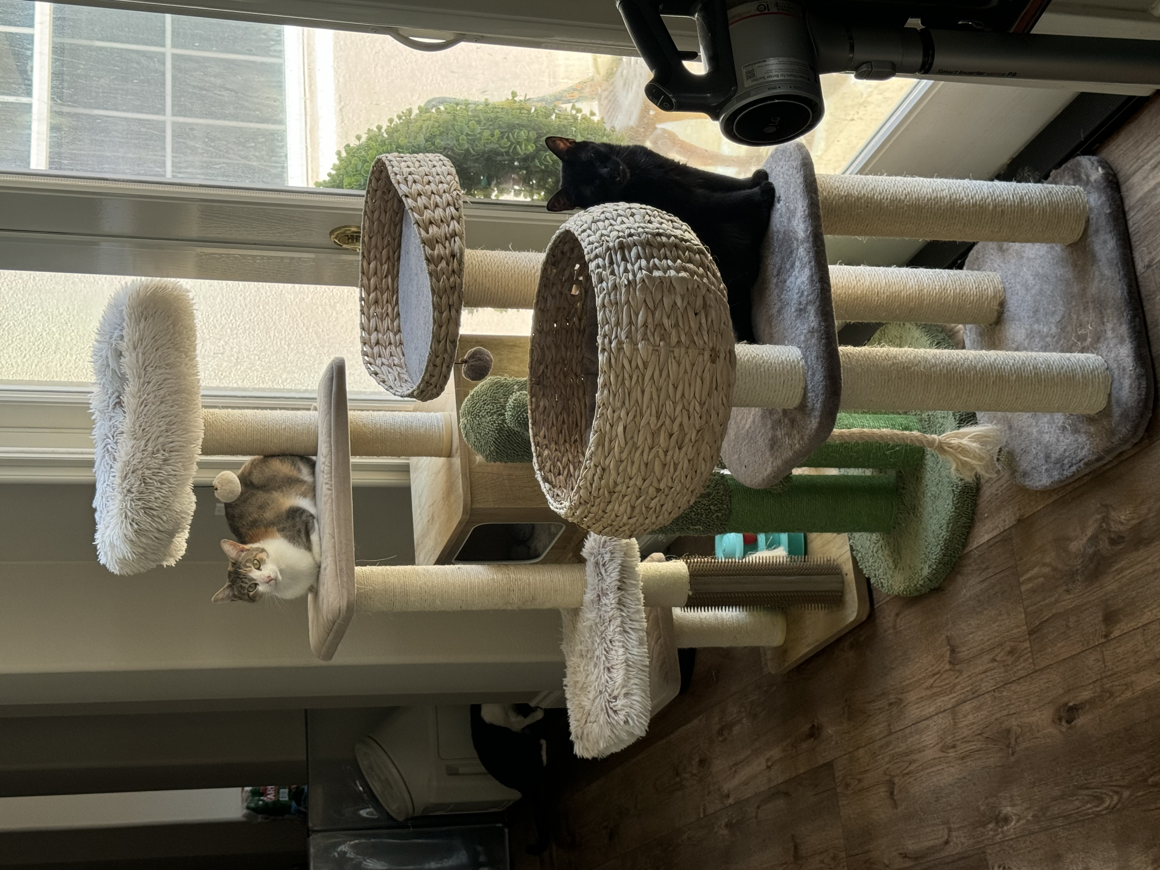 Cleo, a Adoptable mixed breed in Laguna Beach, CA image 3/5