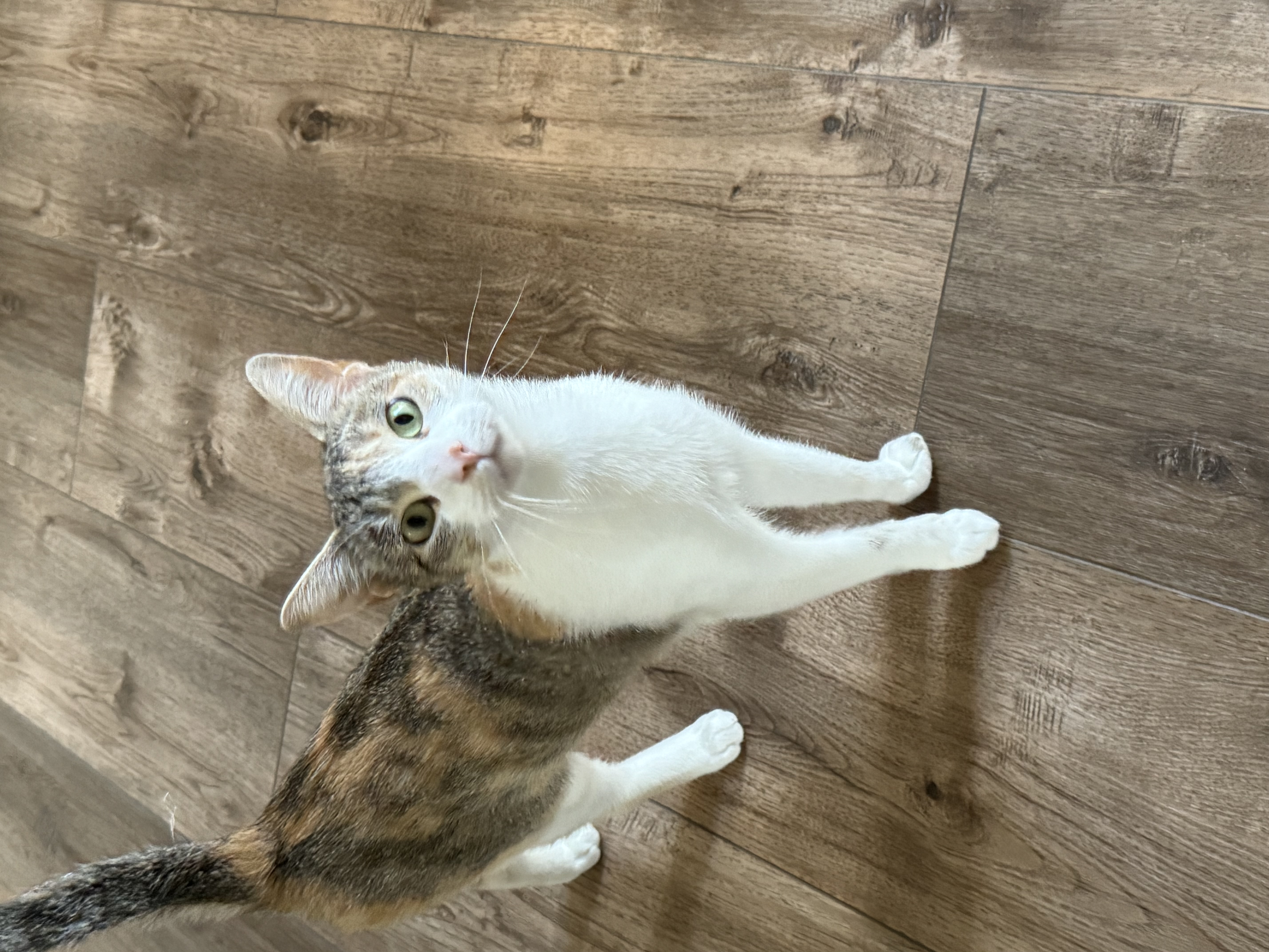 Cleo, a Adoptable mixed breed in Laguna Beach, CA image 4/5