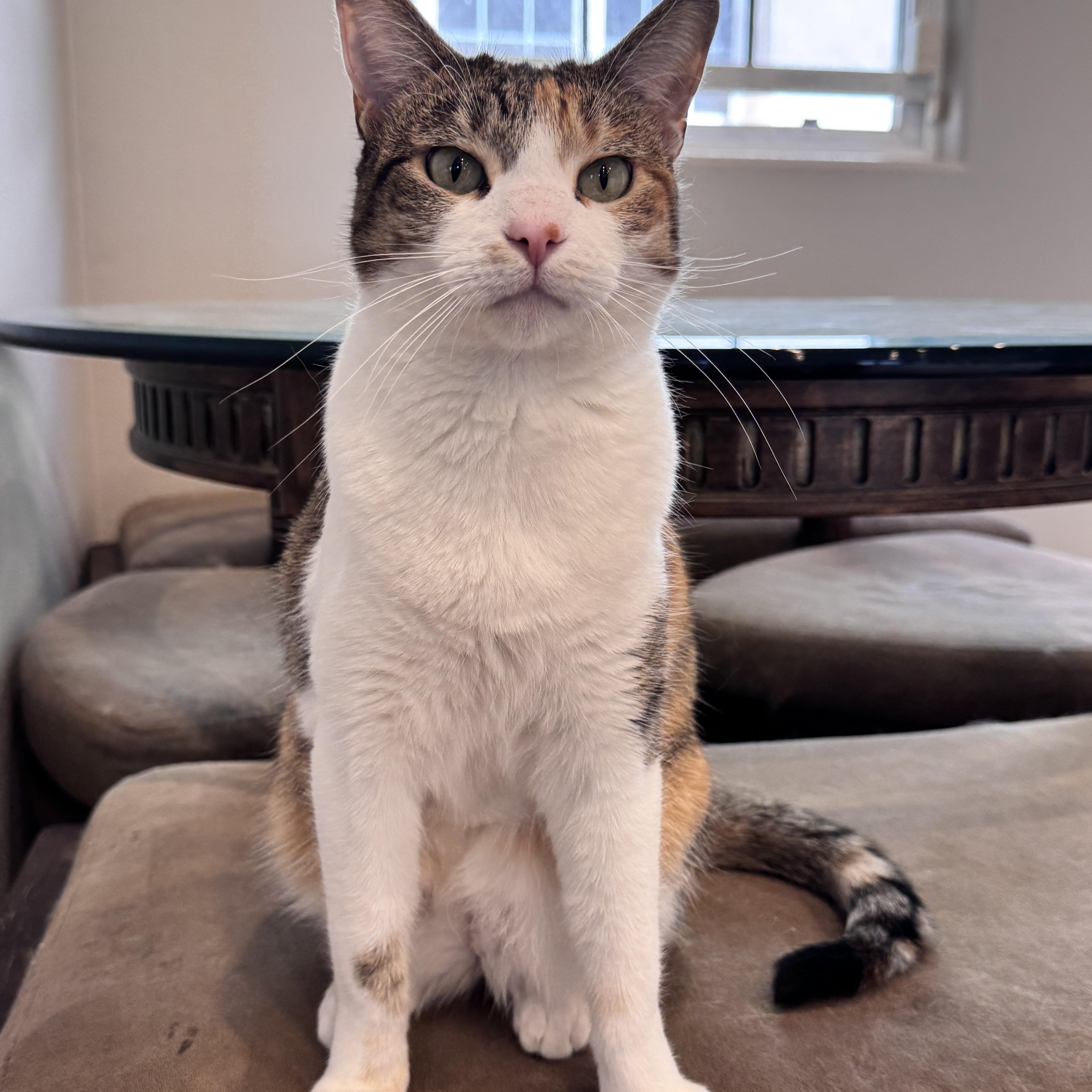 Cleo, a Adoptable mixed breed in Laguna Beach, CA image 1/5