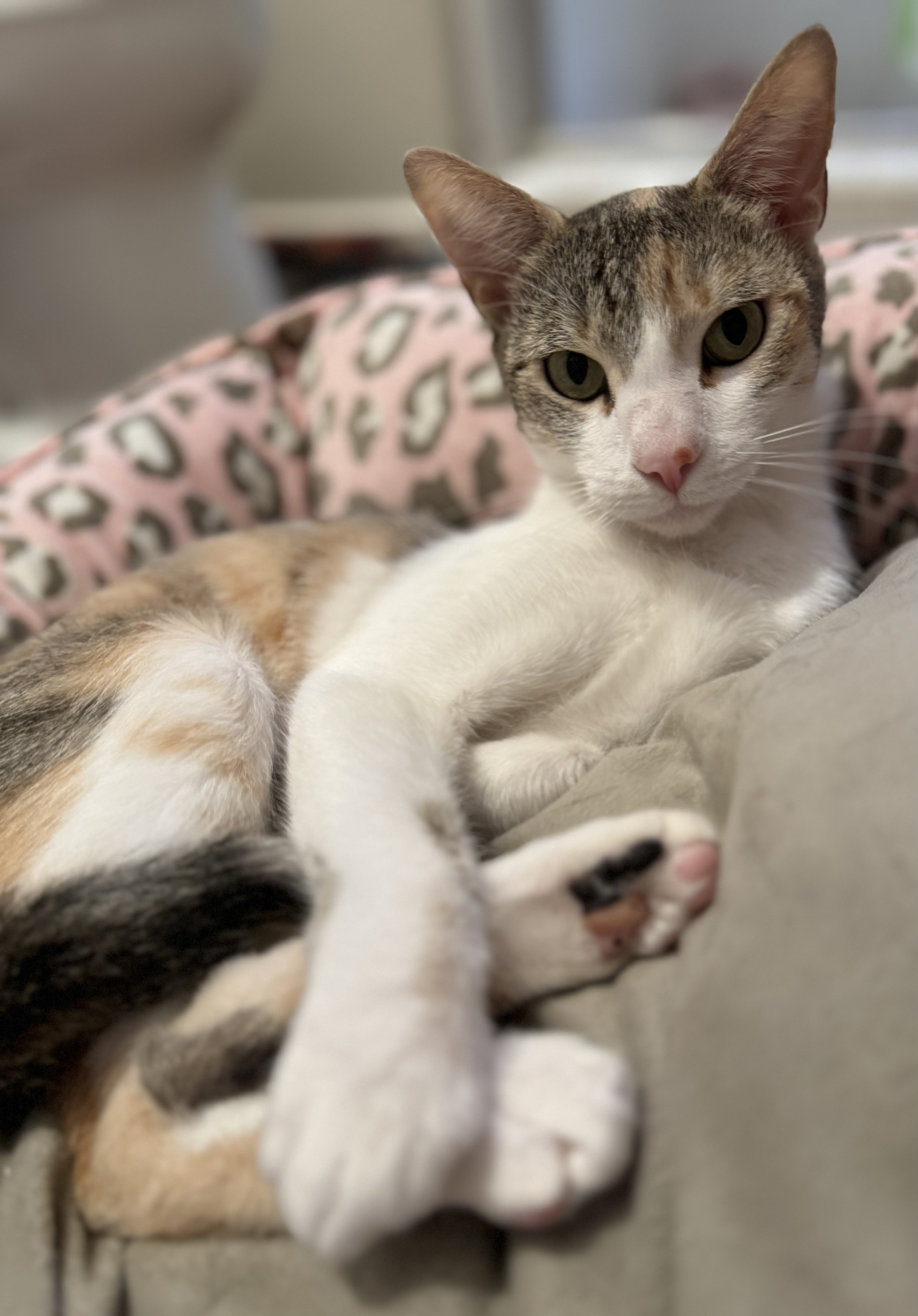 Cleo, a Adoptable mixed breed in Laguna Beach, CA image 5/5