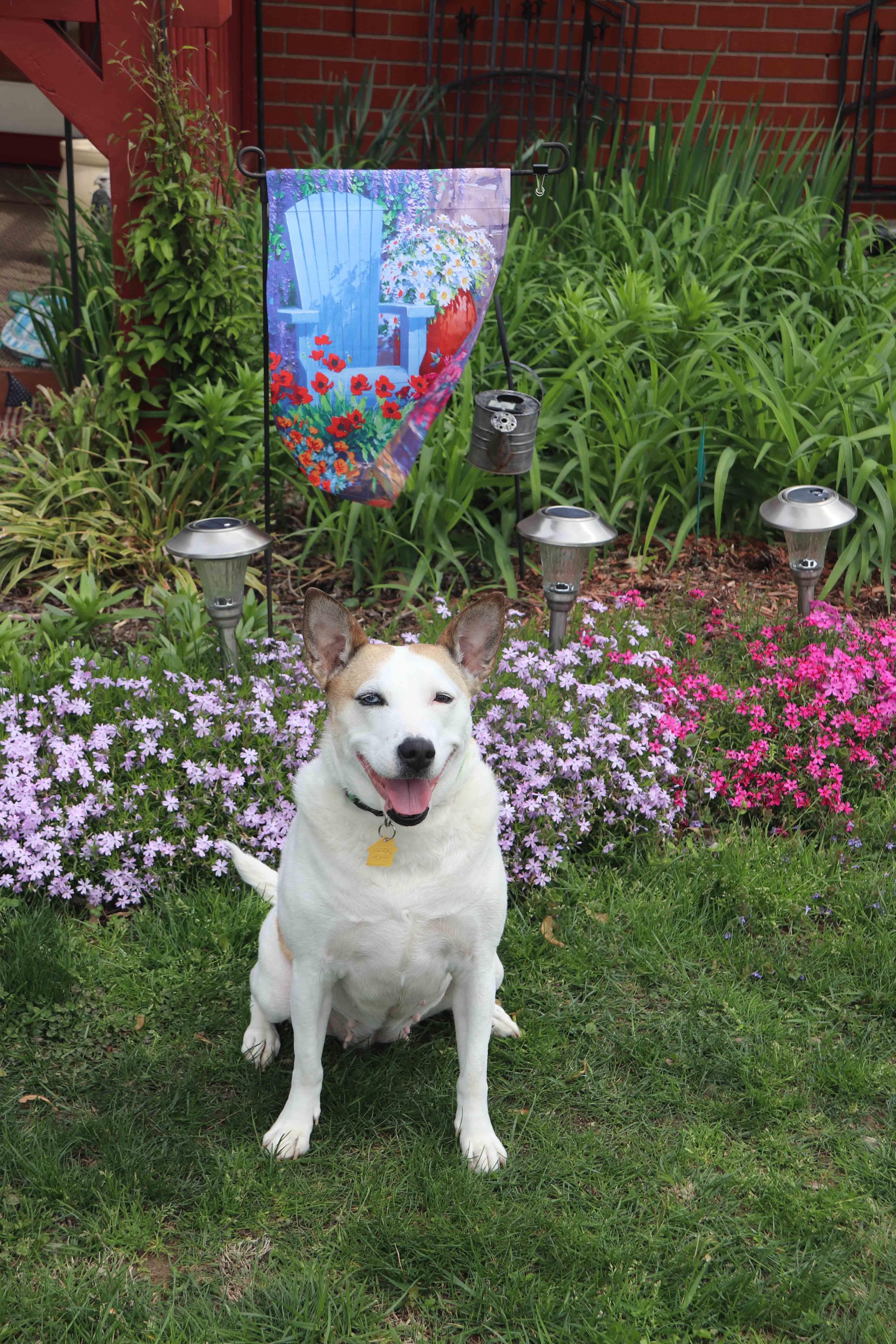 Jojo, a Adoptable Mixed Breed in Louisville, KY image 2/6