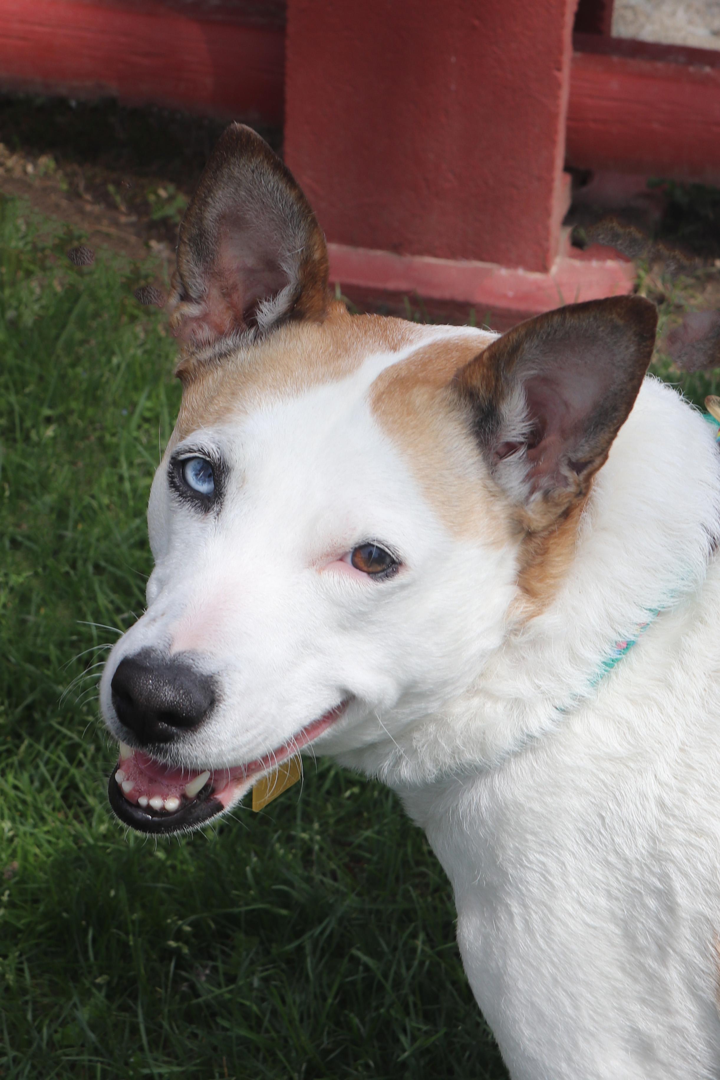 Jojo, a Adoptable Mixed Breed in Louisville, KY image 1/6