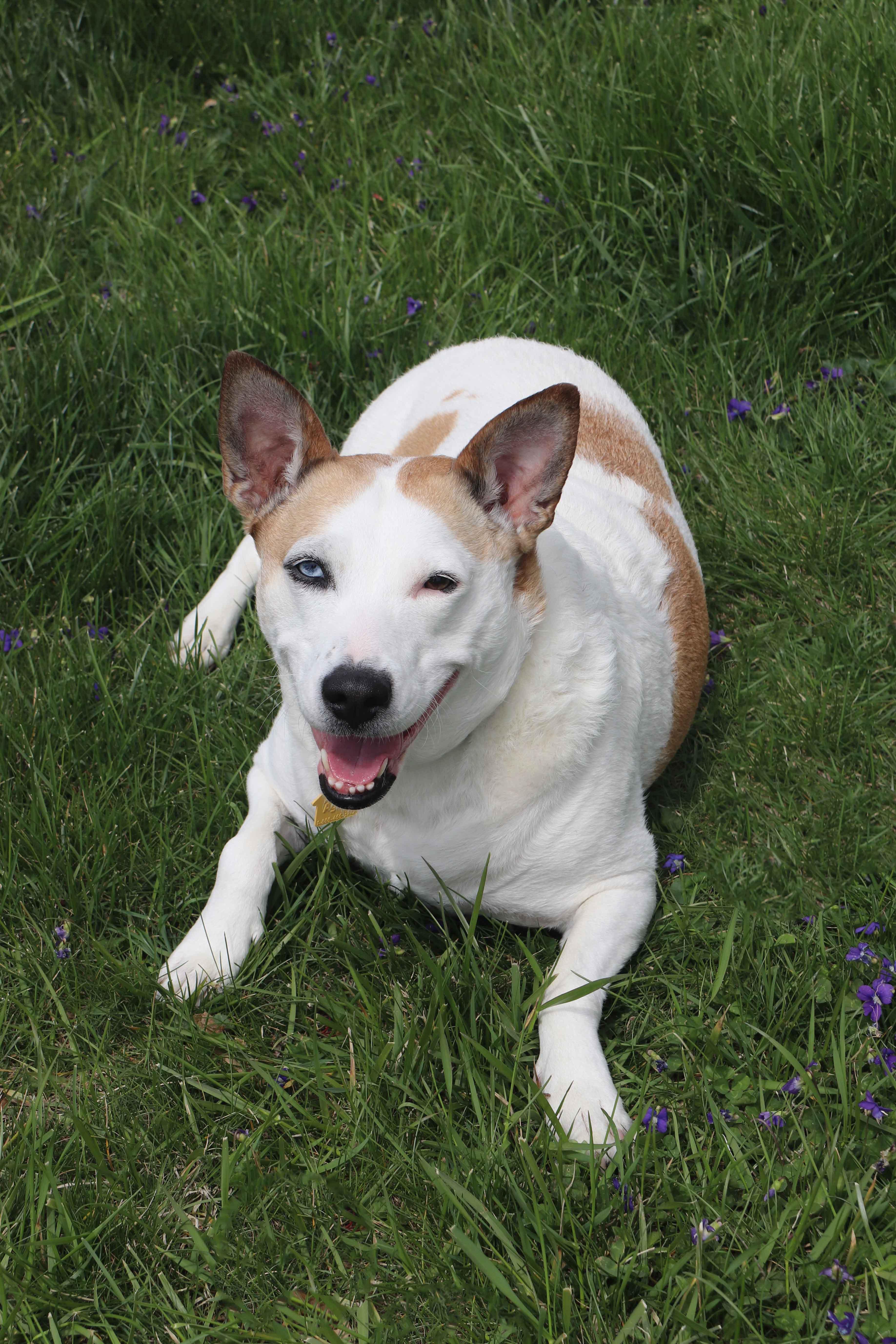 Jojo, a Adoptable Mixed Breed in Louisville, KY image 3/6