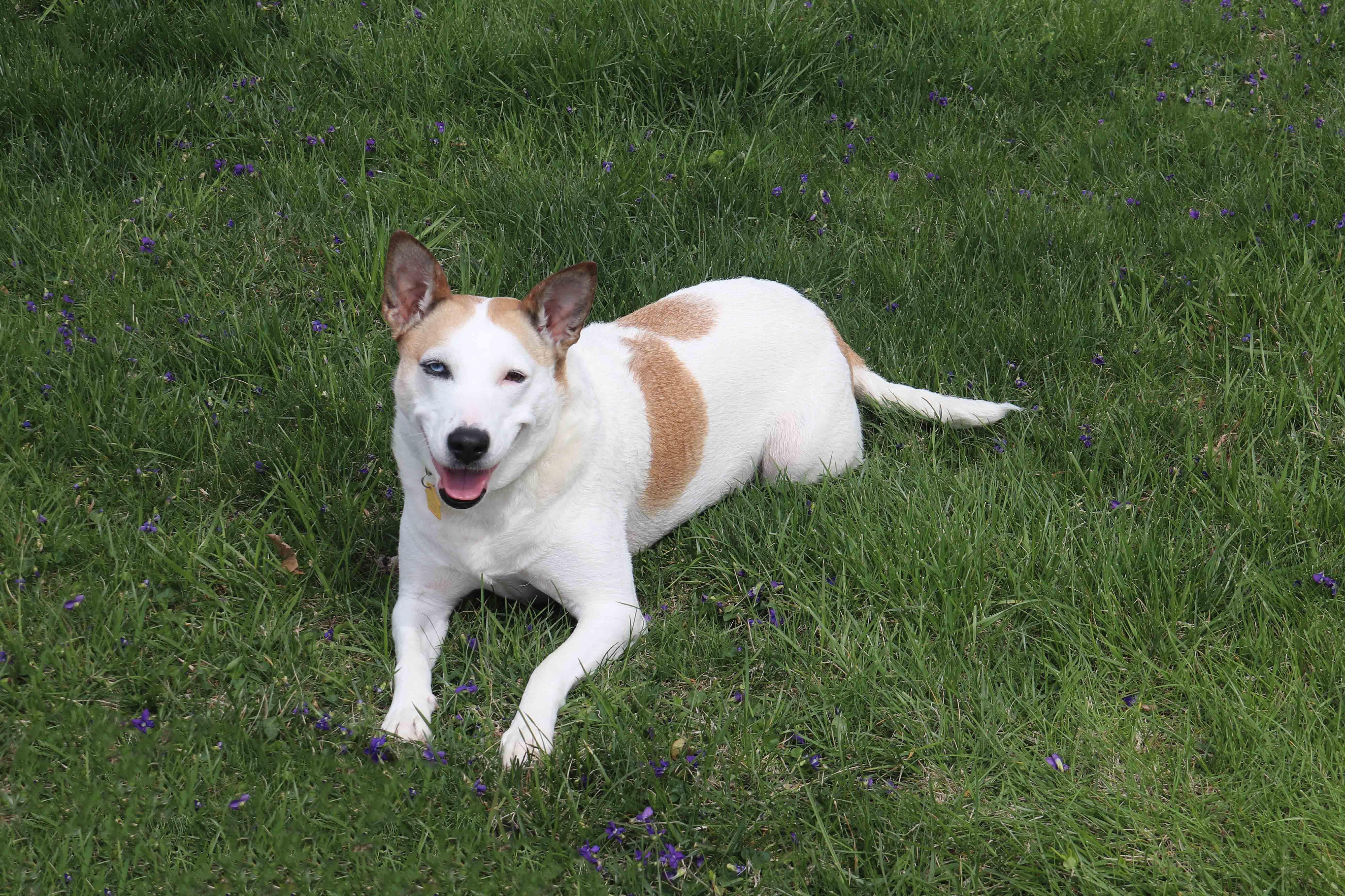Jojo, a Adoptable Mixed Breed in Louisville, KY image 4/6
