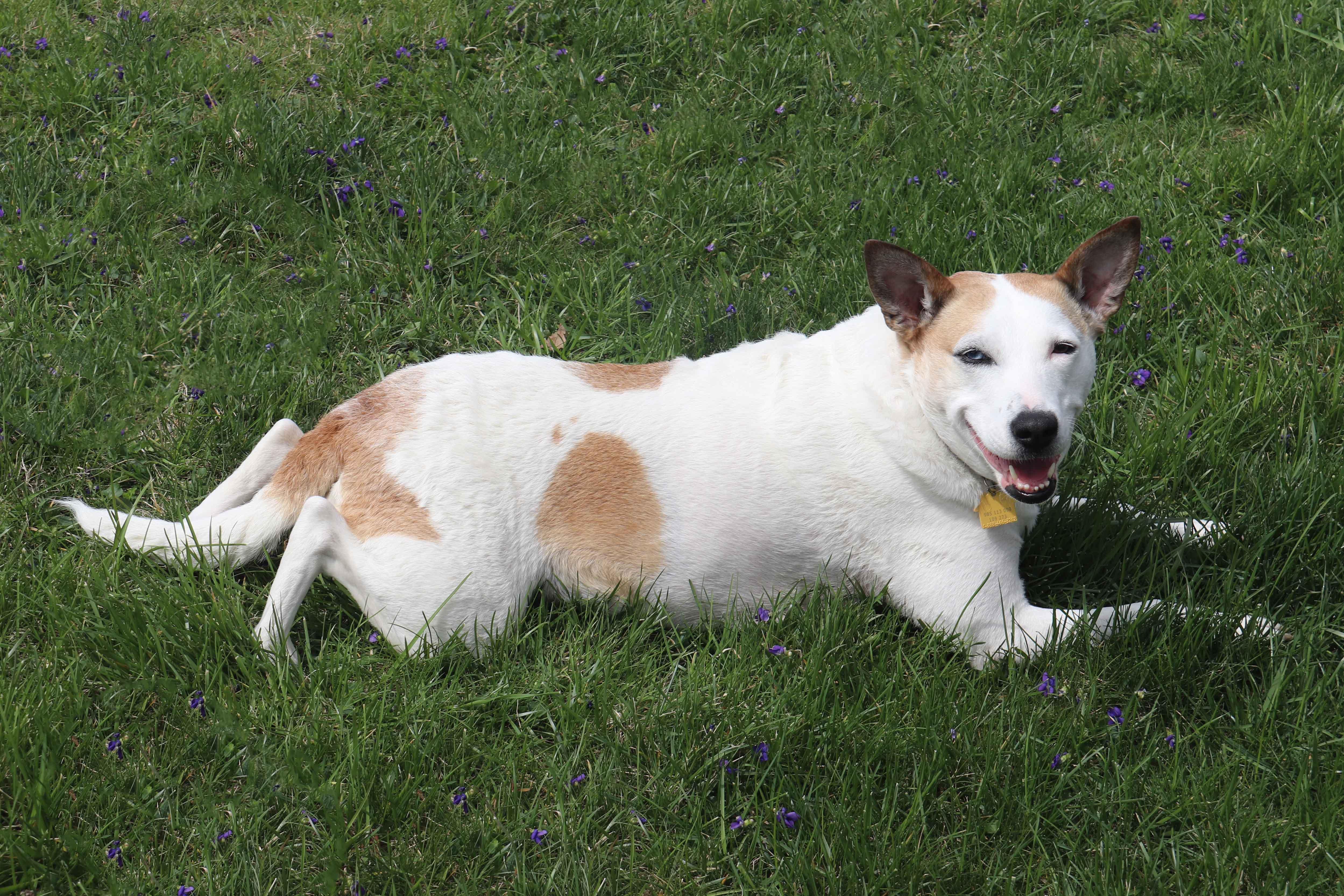 Jojo, a Adoptable Mixed Breed in Louisville, KY image 5/6