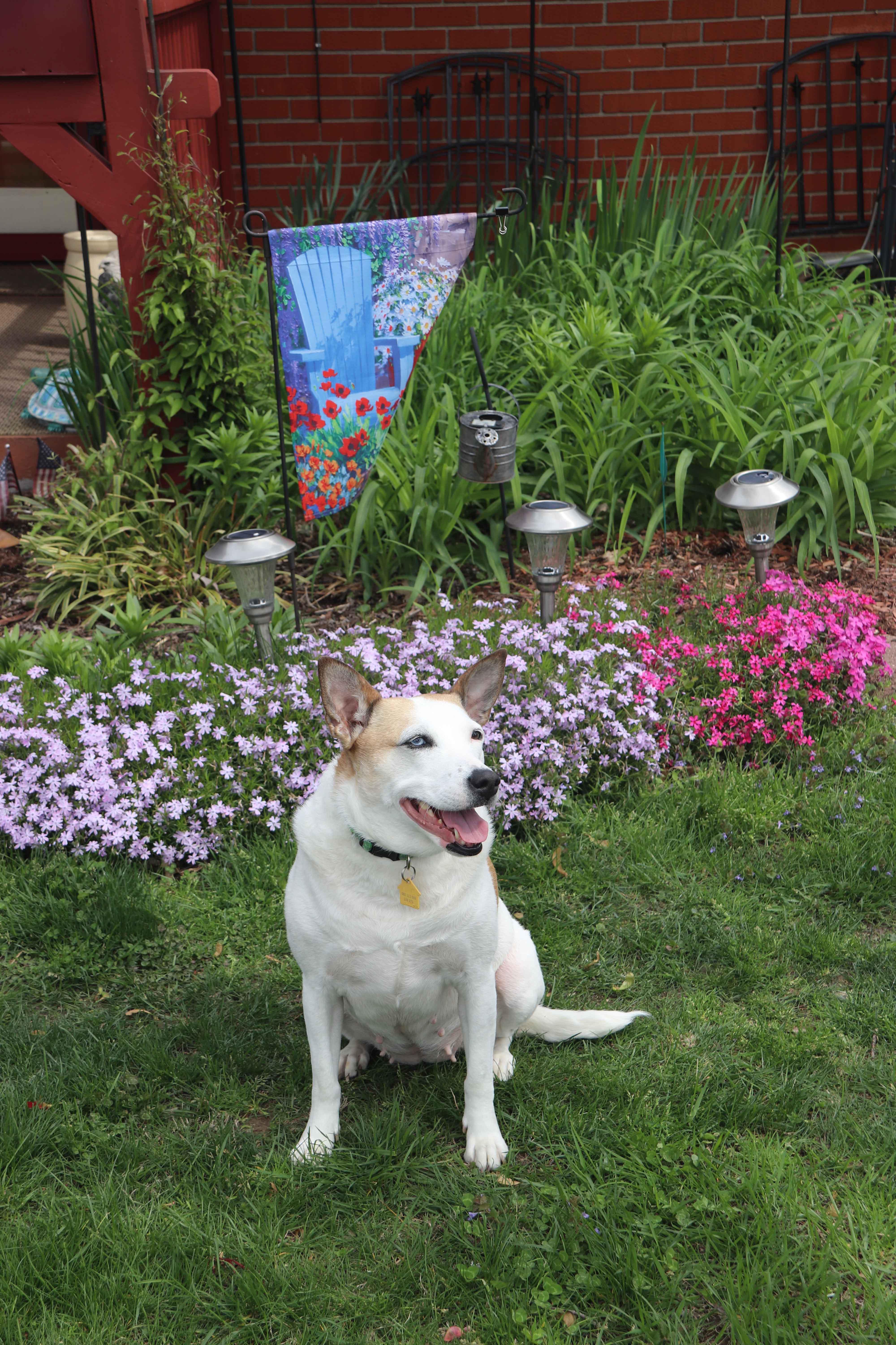 Jojo, a Adoptable Mixed Breed in Louisville, KY image 6/6