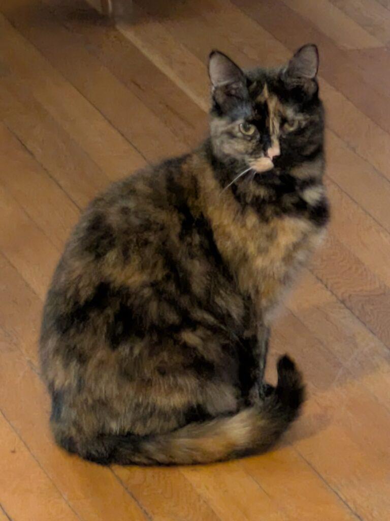 Enlarge Violet, a ADOPTABLE Tortoiseshell in Medford, MA image 3/5