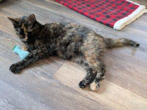 Enlarge Violet, a ADOPTABLE Tortoiseshell in Medford, MA image 4/5