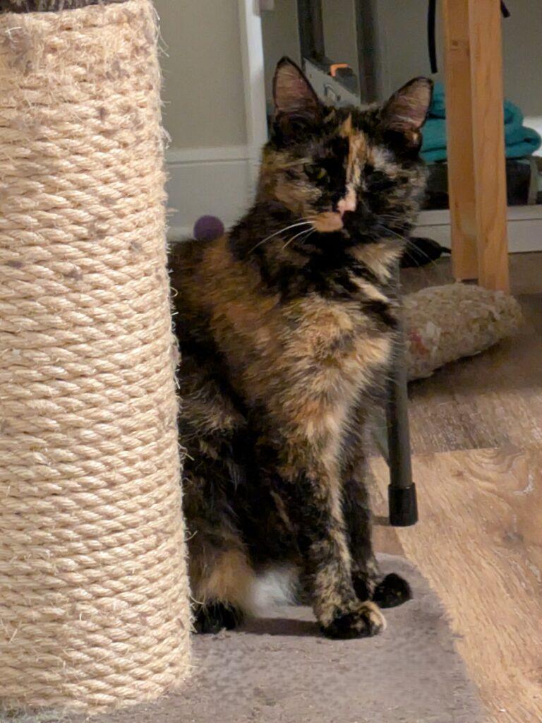 Violet, ADOPTABLE, Young Female Tortoiseshell.