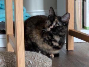 Enlarge Violet, a ADOPTABLE Tortoiseshell in Medford, MA image 2/5