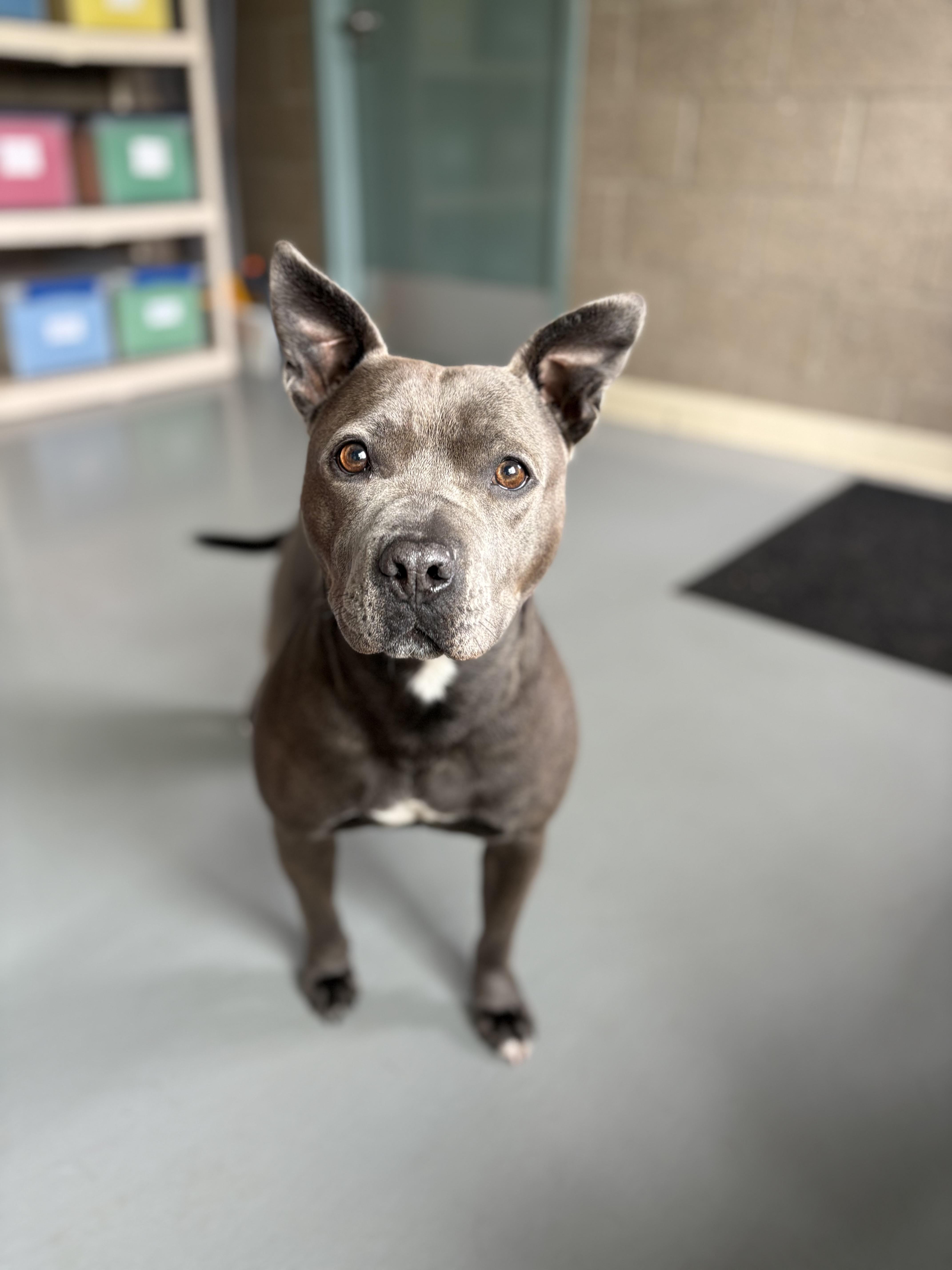 Diamond, an adoptable mixed breed in Zimmerman, MN image 1/4