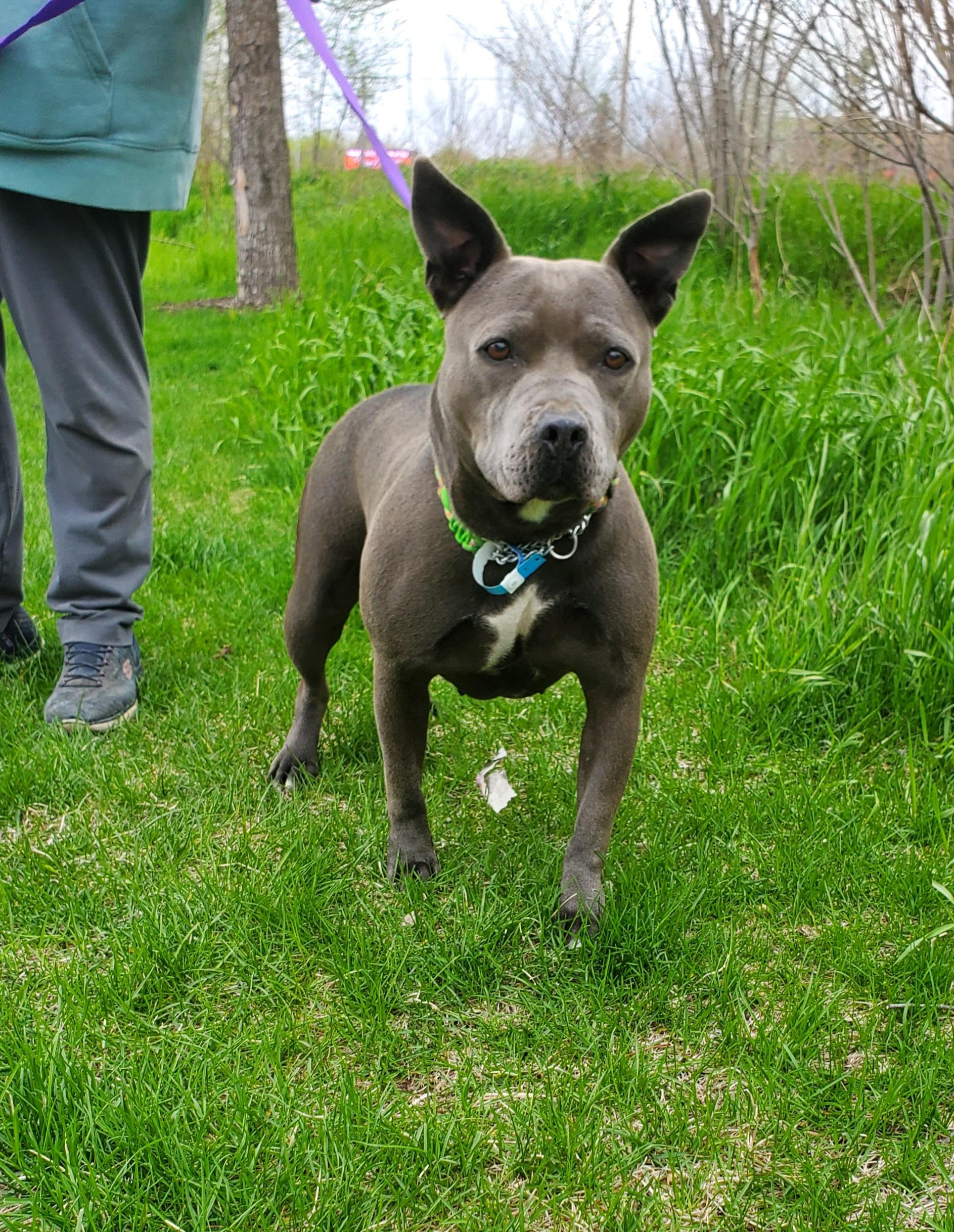 Diamond, an adoptable mixed breed in Zimmerman, MN image 2/4