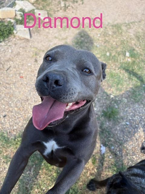 Diamond, an adoptable mixed breed in Zimmerman, MN image 3/4