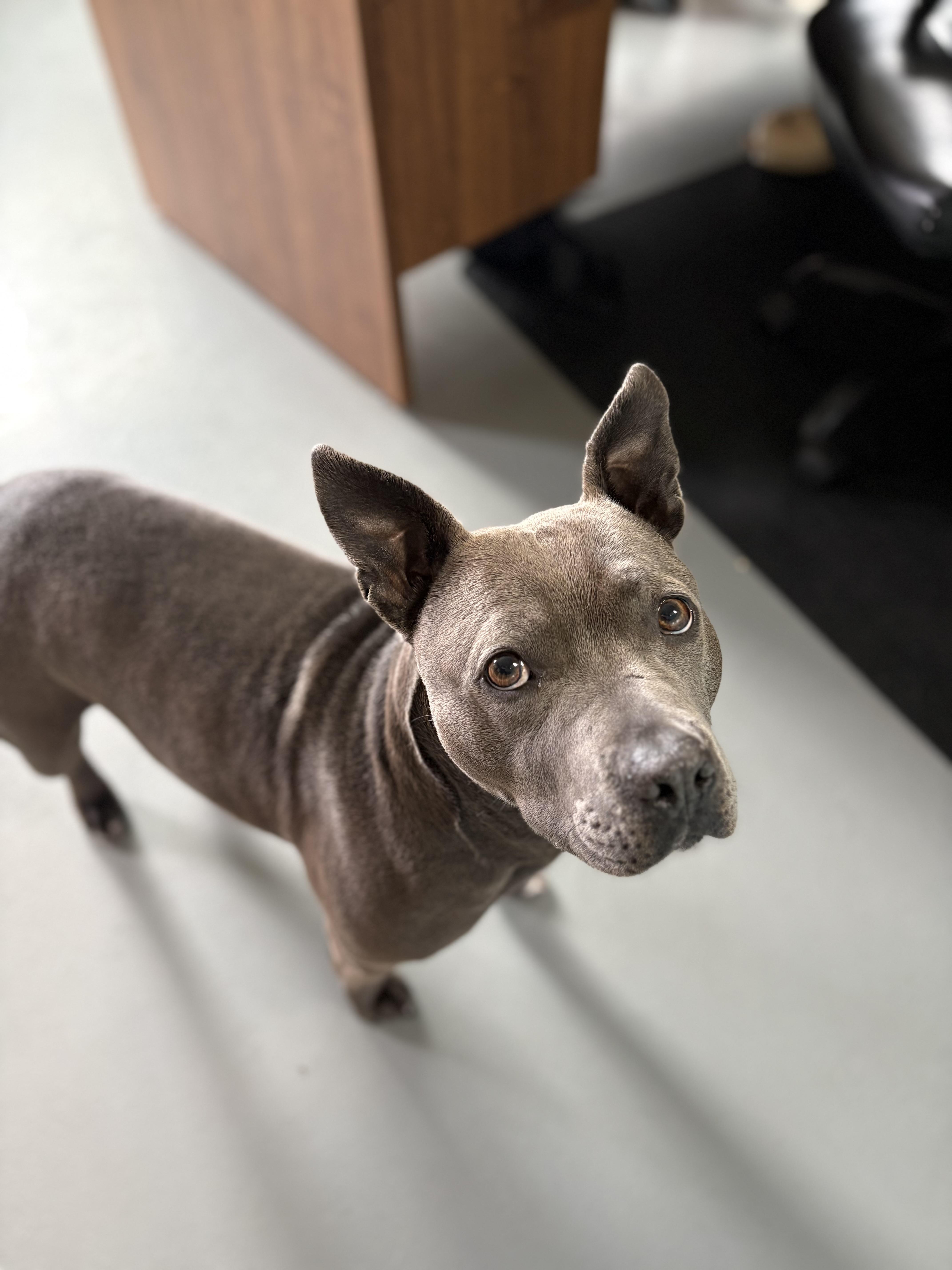 Diamond, an adoptable mixed breed in Zimmerman, MN image 4/4