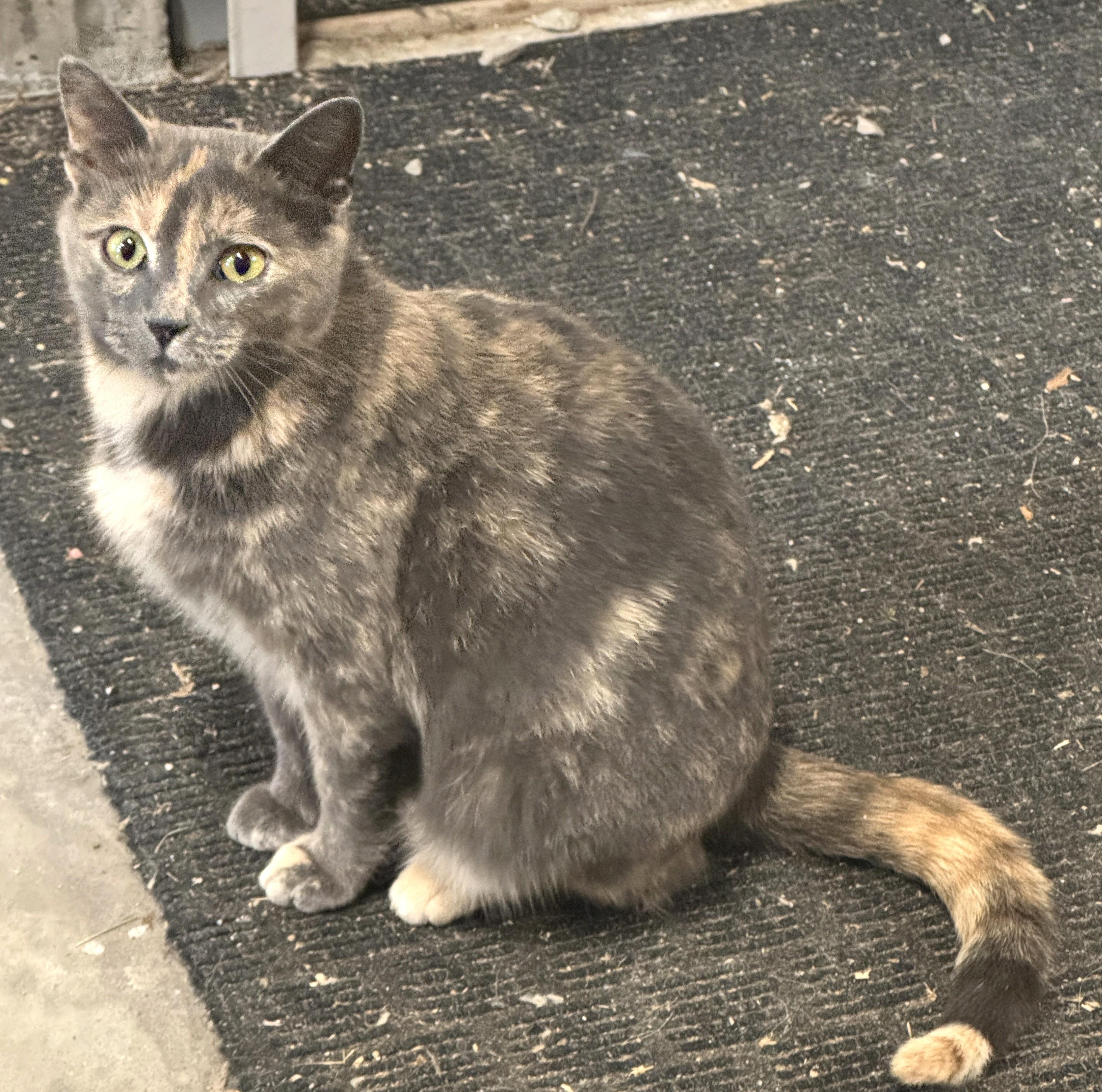 Callie, ADOPTABLE, Adult Female Dilute Tortoiseshell.