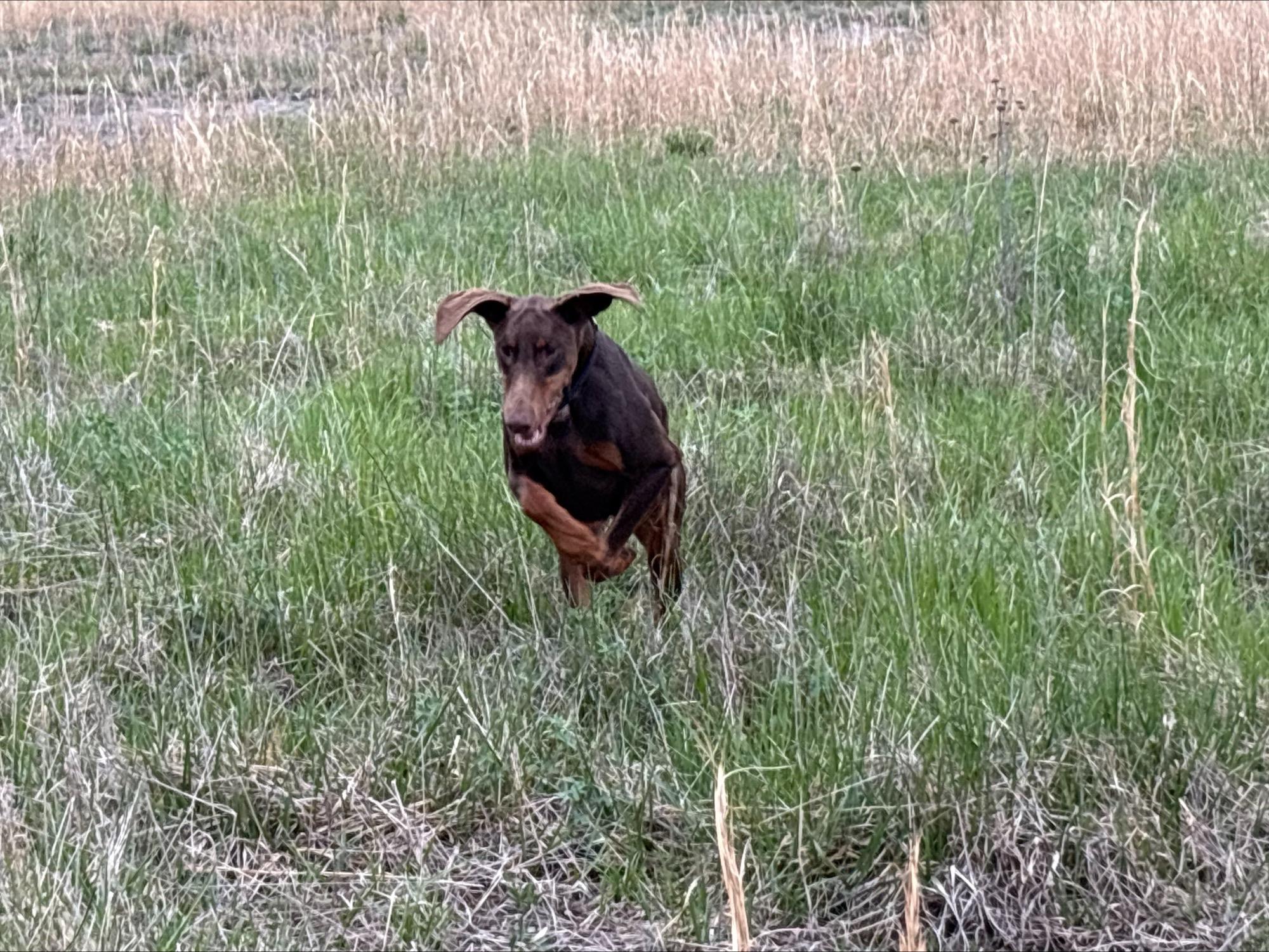 Enlarge Chico, a ADOPTABLE Doberman Pinscher in Louisville, KY image 2/3