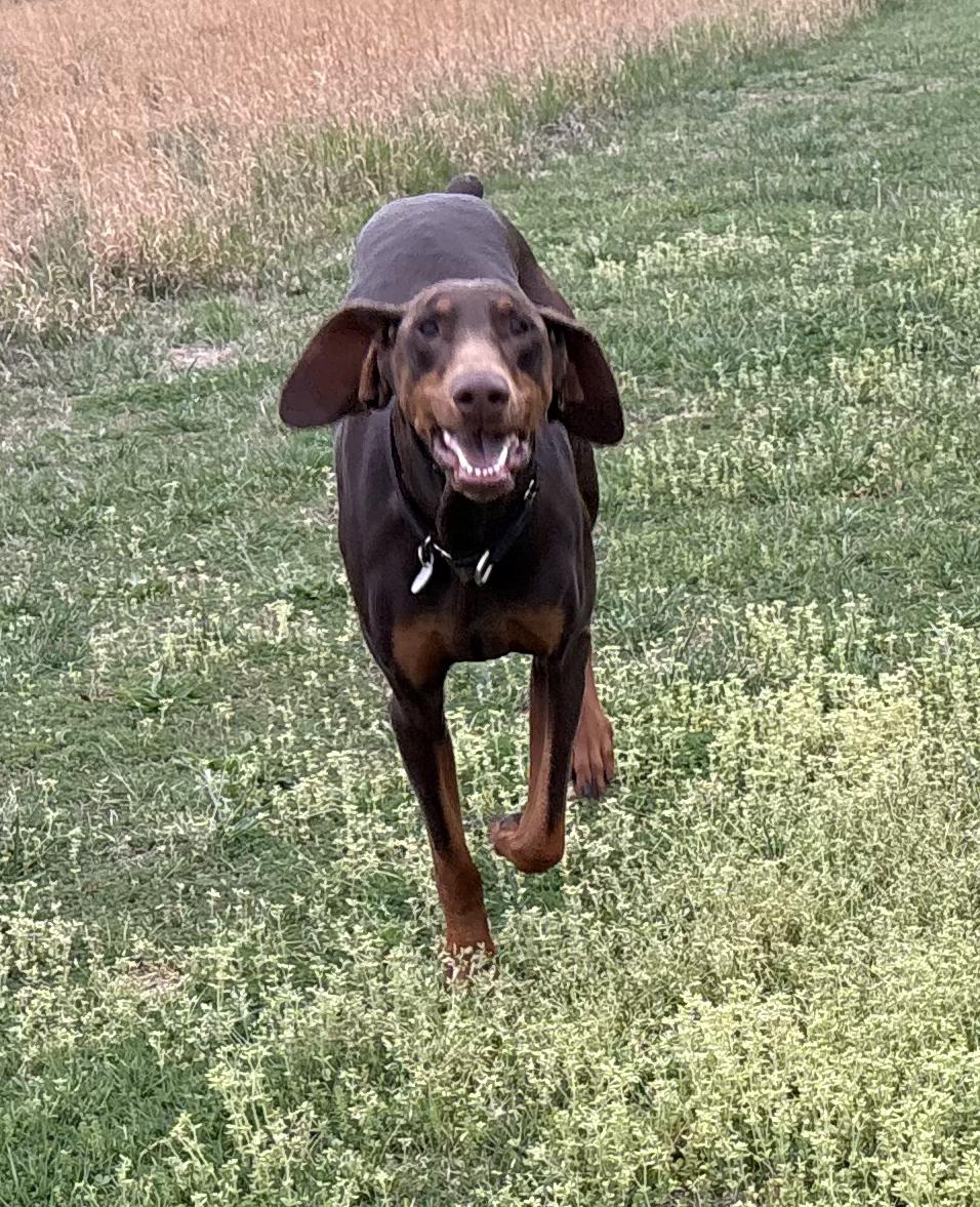 Enlarge Chico, a ADOPTABLE Doberman Pinscher in Louisville, KY image 3/3