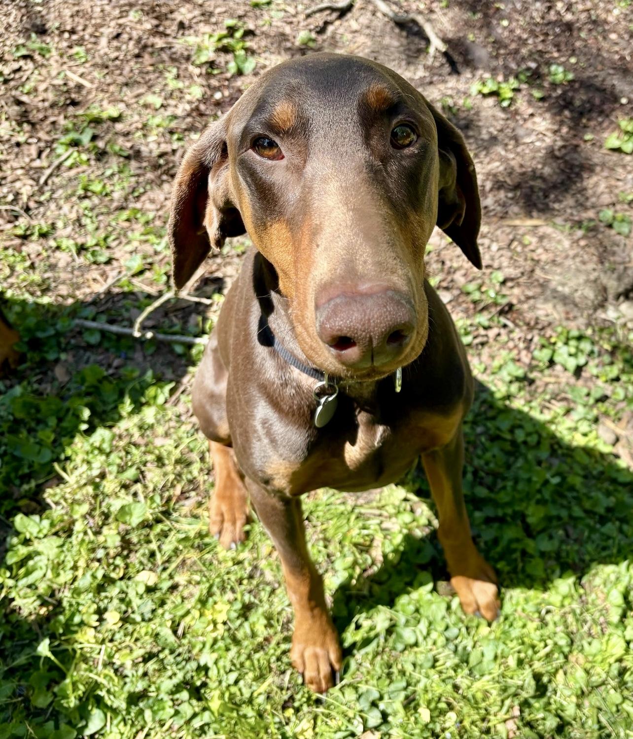 Chico, ADOPTABLE, Adult Male Doberman Pinscher.
