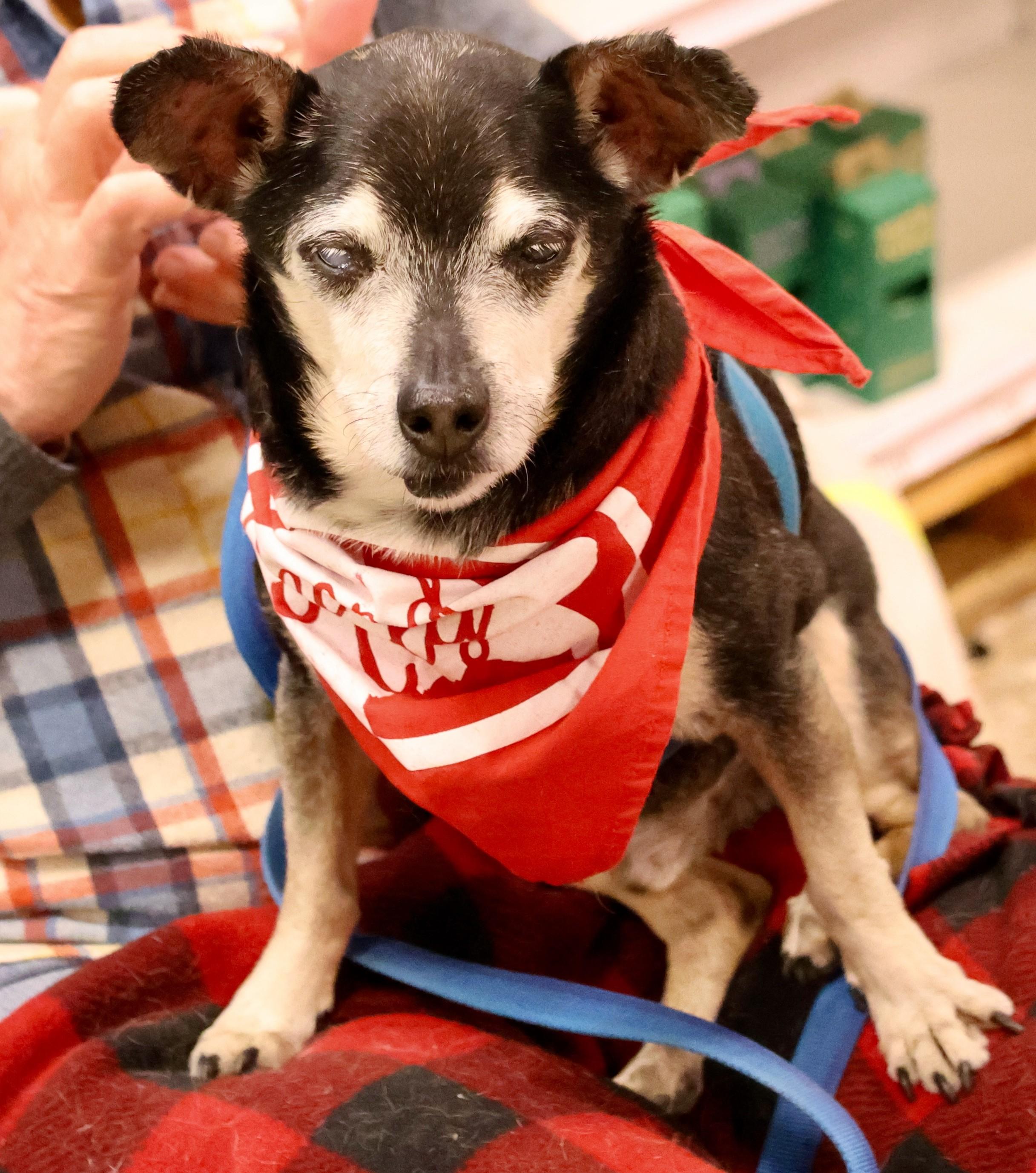 Enlarge Speedy Gonzales, a Adoptable mixed breed in Palatine, IL image 1/6