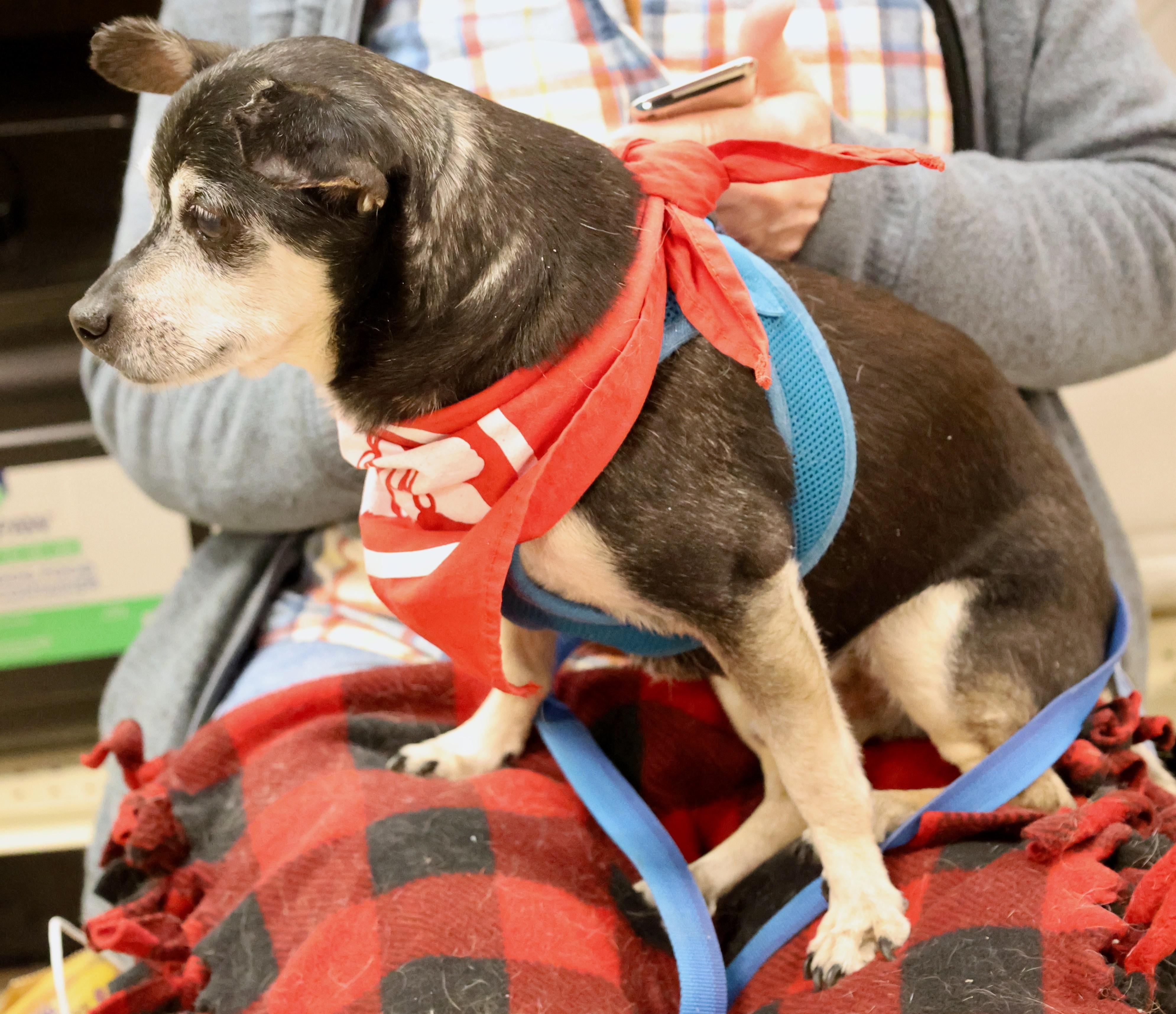 Enlarge Speedy Gonzales, a Adoptable mixed breed in Palatine, IL image 3/6