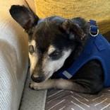 Enlarge Speedy Gonzales, a Adoptable mixed breed in Palatine, IL image 4/6