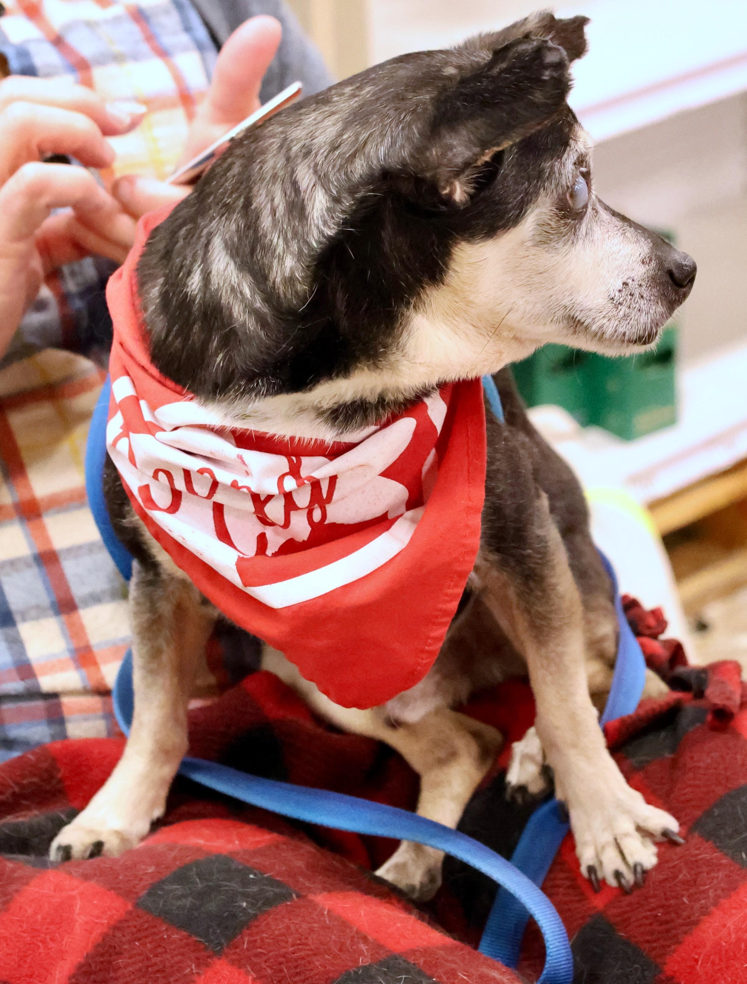 Enlarge Speedy Gonzales, a Adoptable mixed breed in Palatine, IL image 6/6