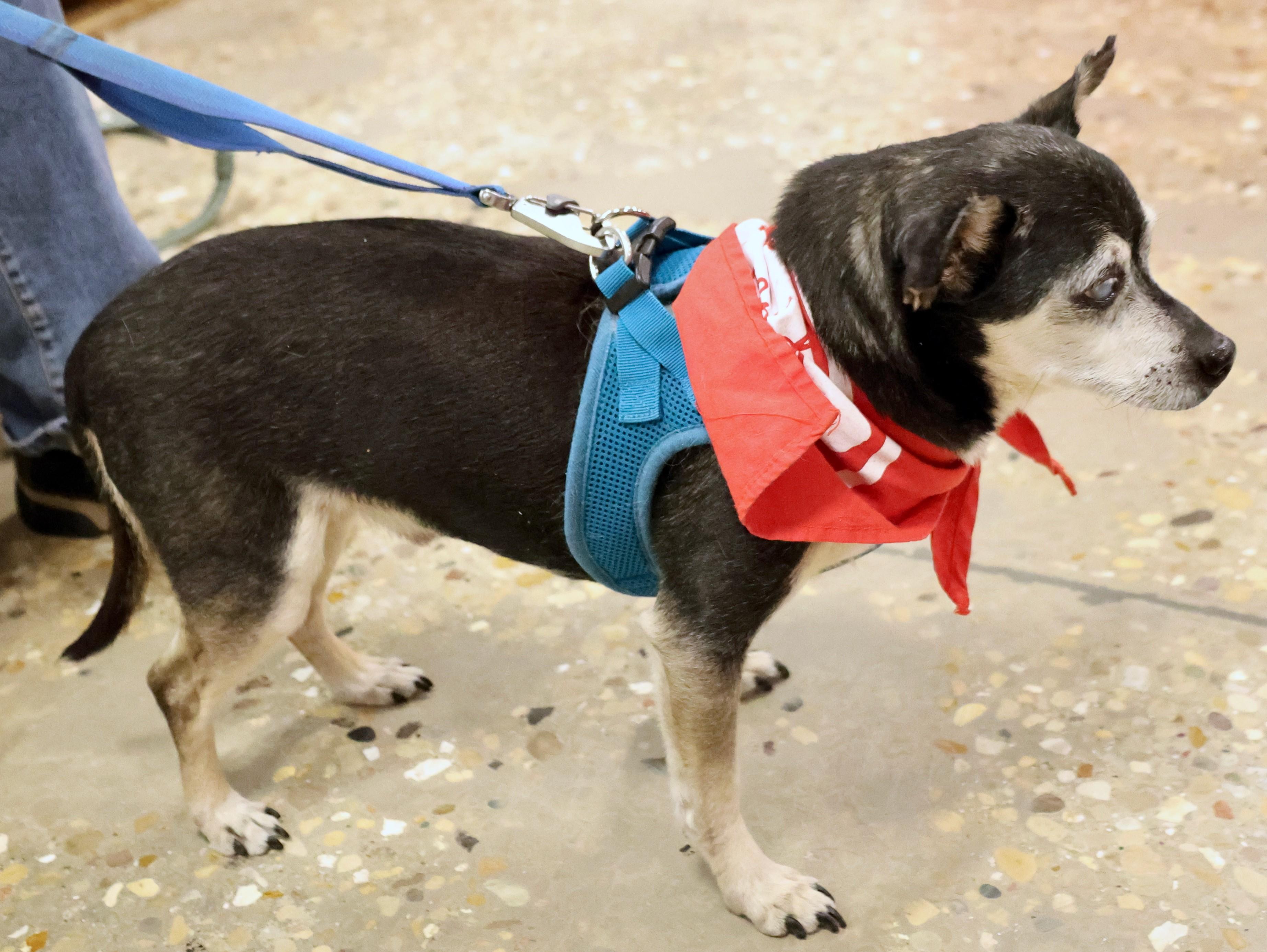 Enlarge Speedy Gonzales, a Adoptable mixed breed in Palatine, IL image 2/6