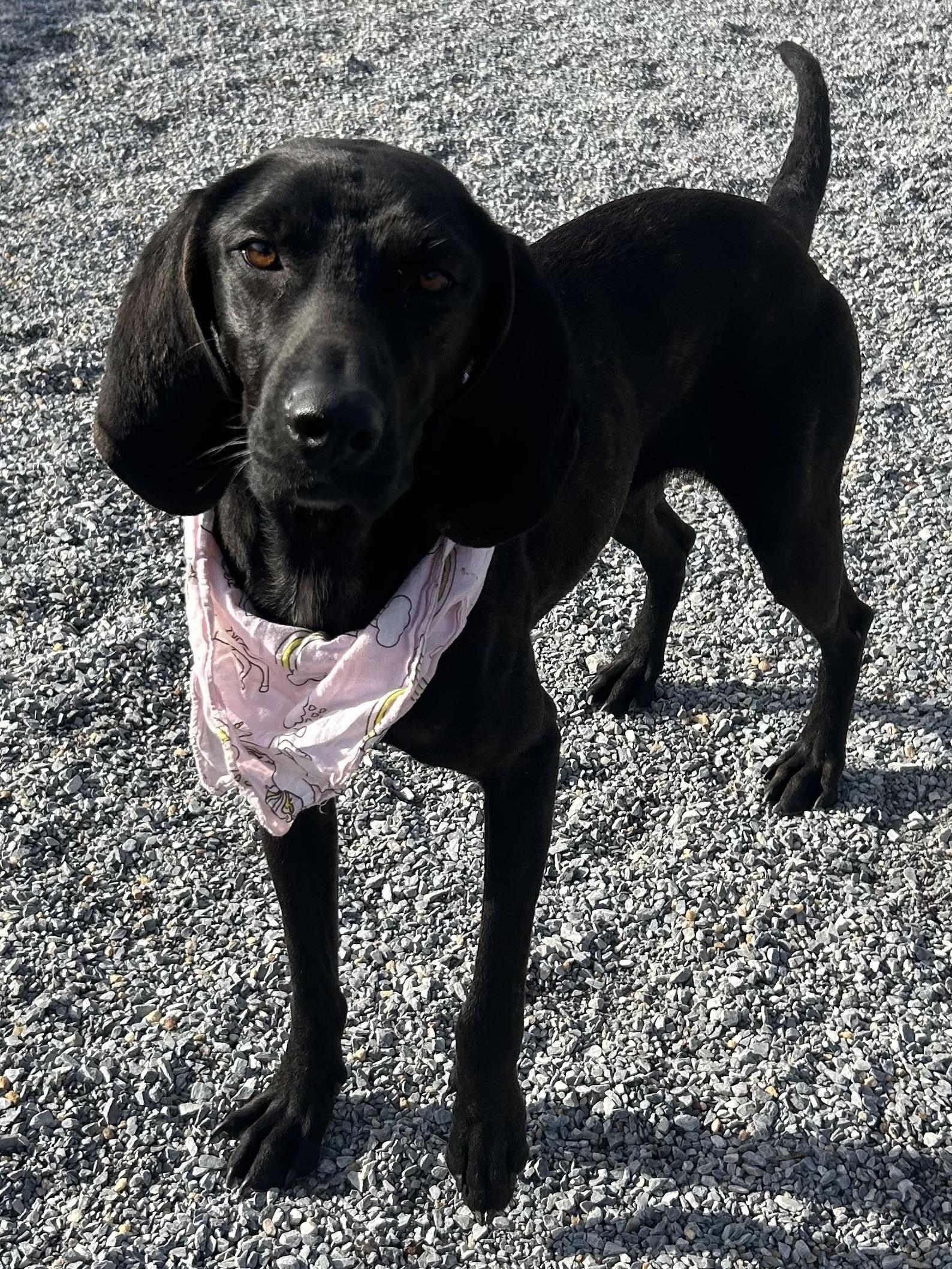 Kitty , ADOPTABLE, Young Female Plott Hound.