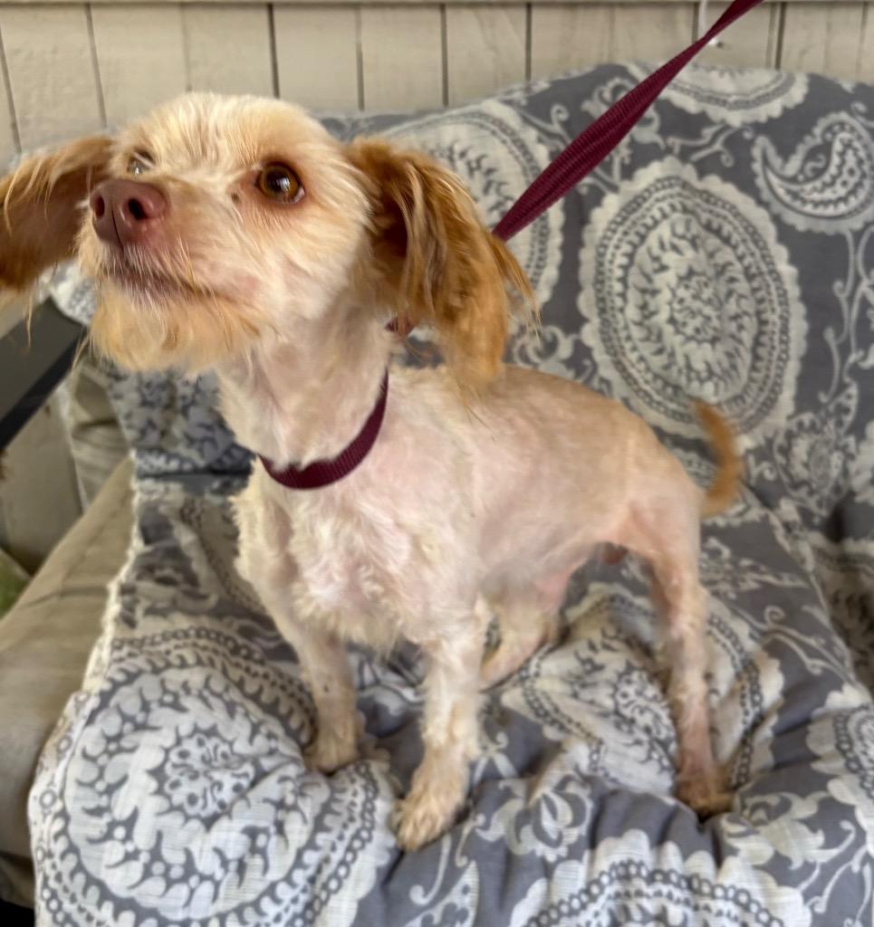 Sam I Am, Adoptable, Adult Male Poodle & Maltese.