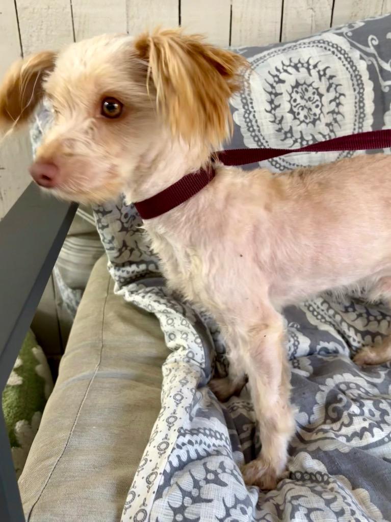 Sam I Am, a Adoptable mixed breed in Fort Worth, TX image 2/2