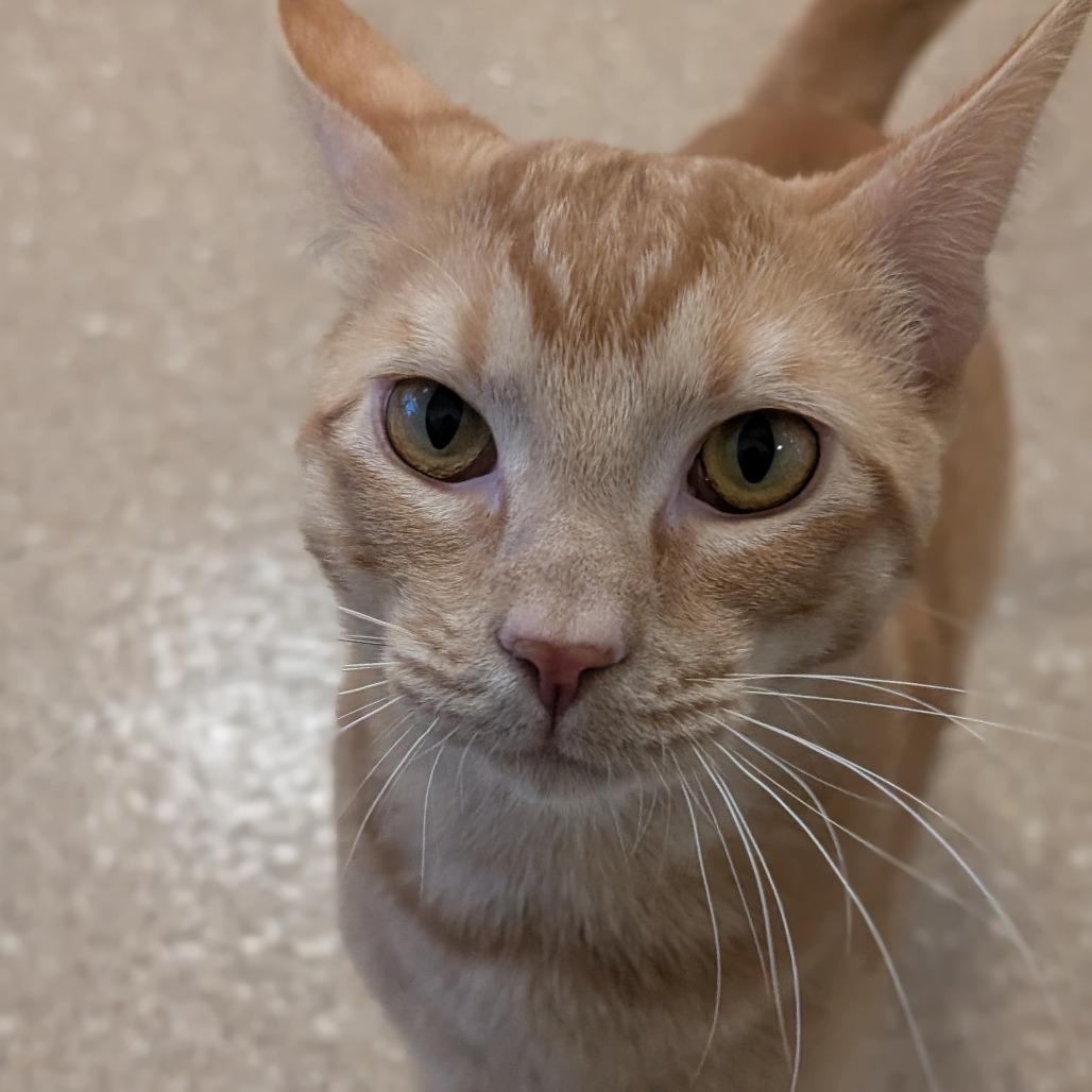 Patrick, Adoptable, Adult Male Domestic Short Hair.