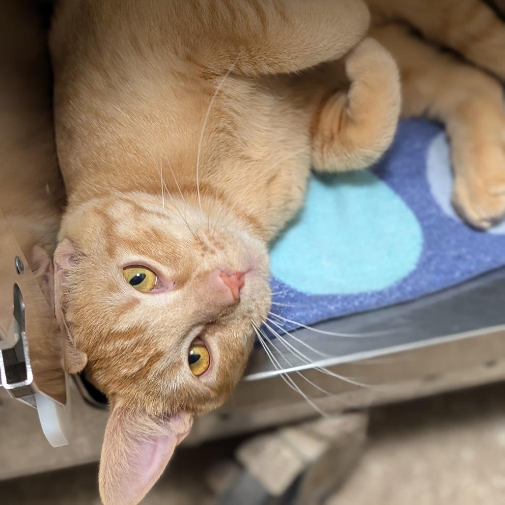 Patrick, Adoptable, Adult Male Domestic Short Hair.