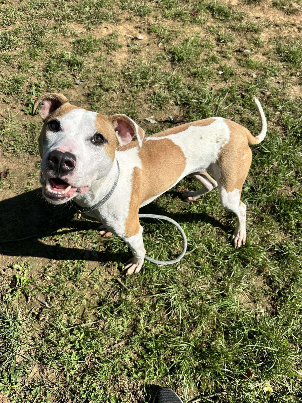 Cricket, a Adoptable mixed breed in Front Royal, VA image 1/2