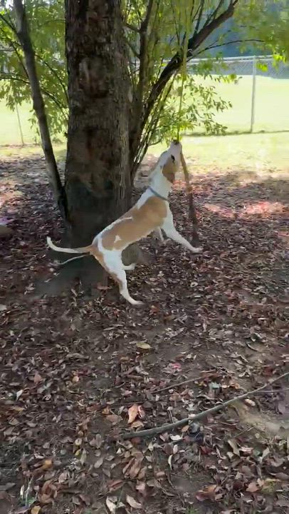 Enlarge Cricket, a Adoptable mixed breed in Front Royal, VA video 2/2