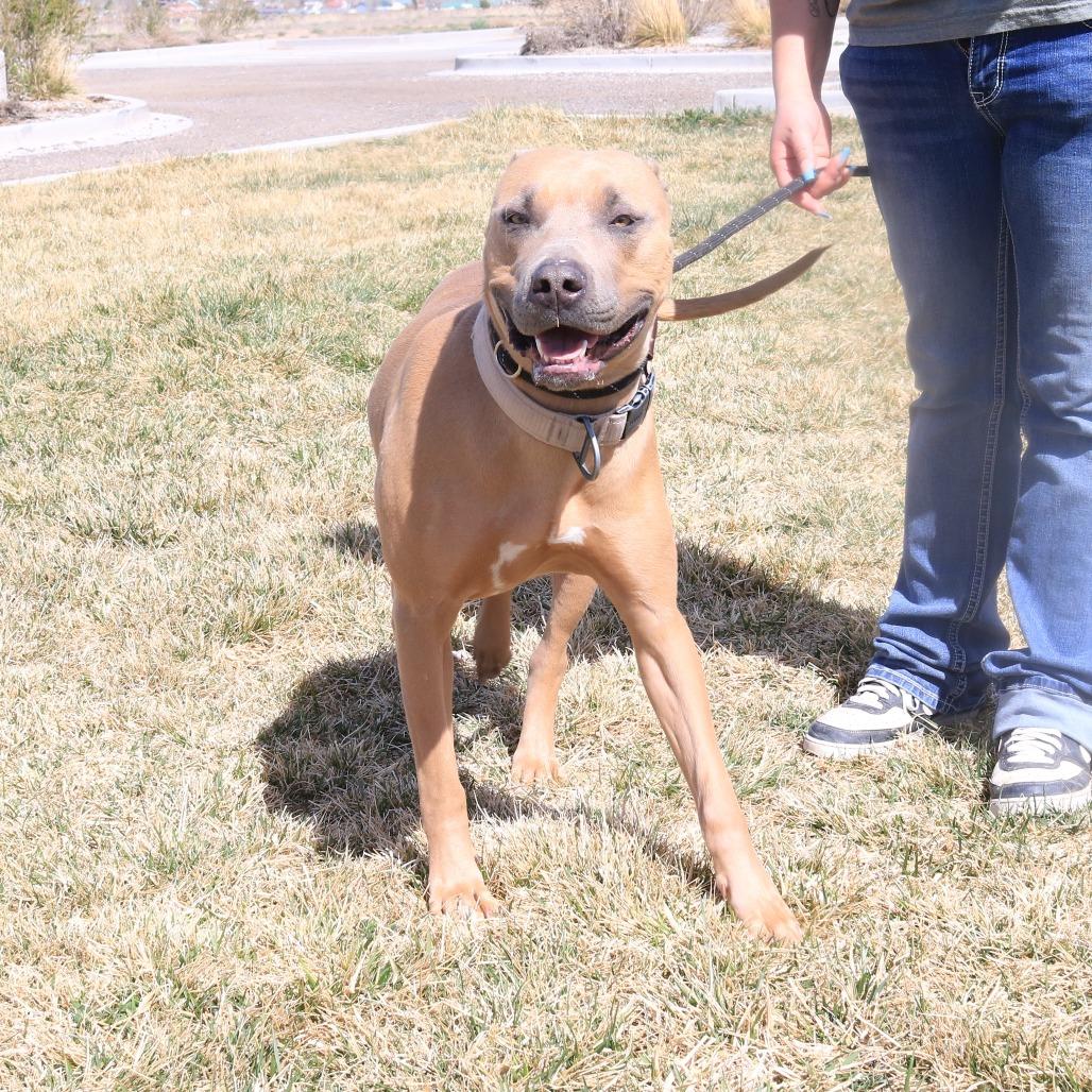 Enlarge Ellie (Lula), a Adoptable Pit Bull Terrier in Rifle, CO image 1/6