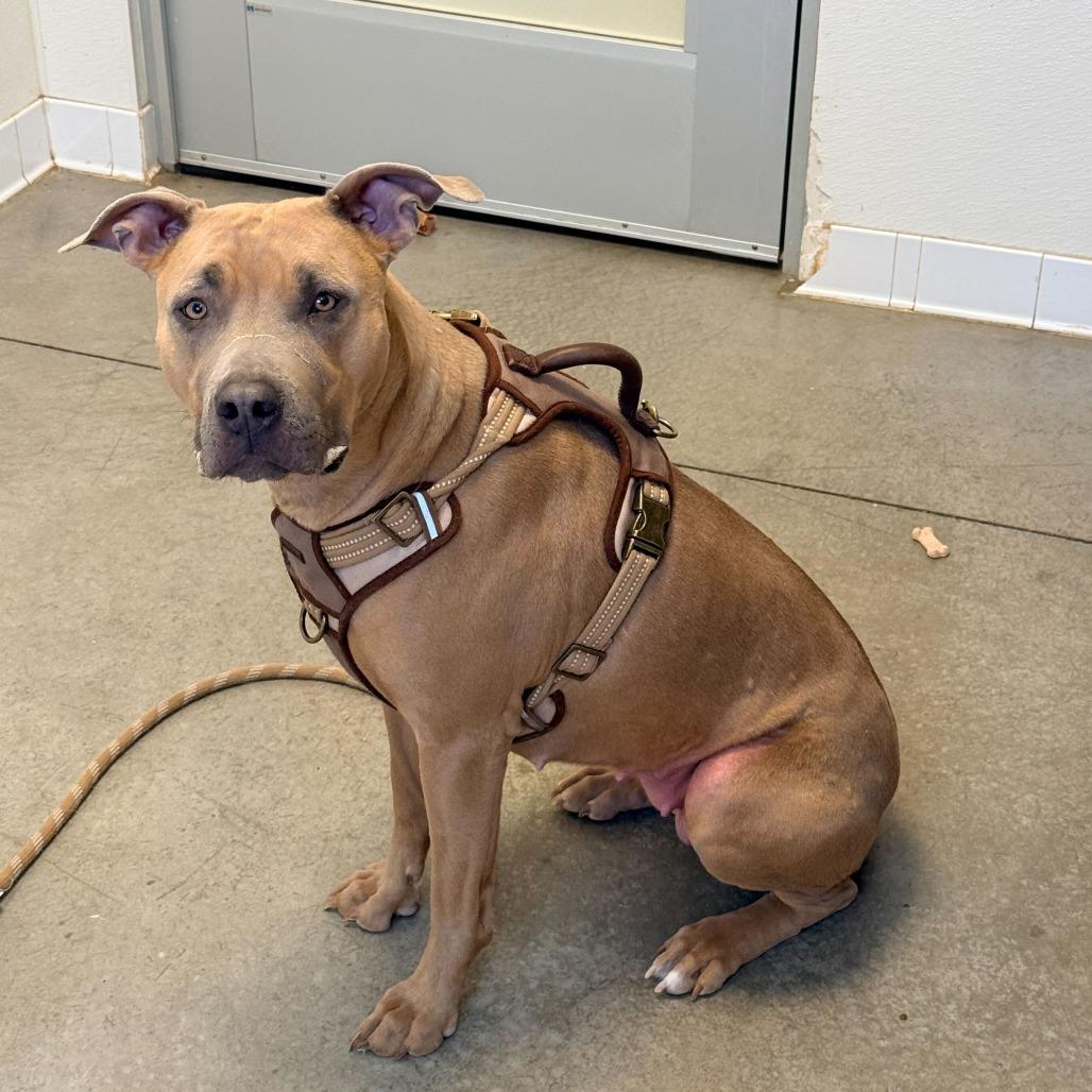 Enlarge Ellie (Lula), a Adoptable Pit Bull Terrier in Rifle, CO image 2/6