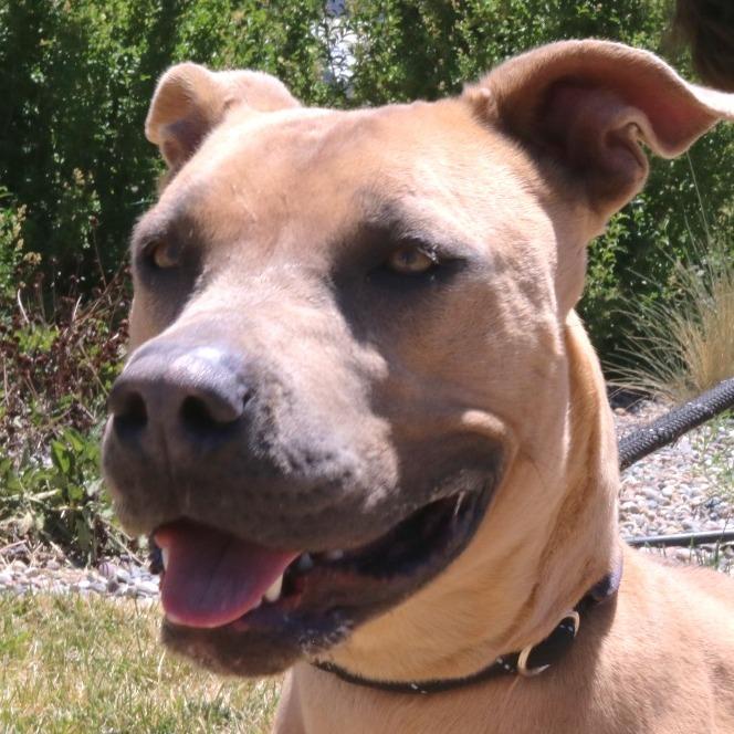 Enlarge Ellie (Lula), a Adoptable Pit Bull Terrier in Rifle, CO image 3/6