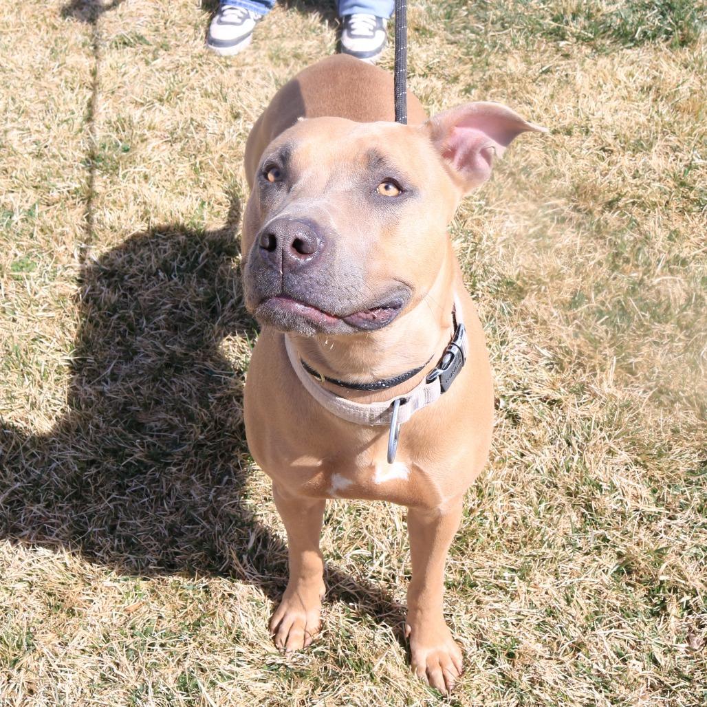 Enlarge Ellie (Lula), a Adoptable Pit Bull Terrier in Rifle, CO image 3/6