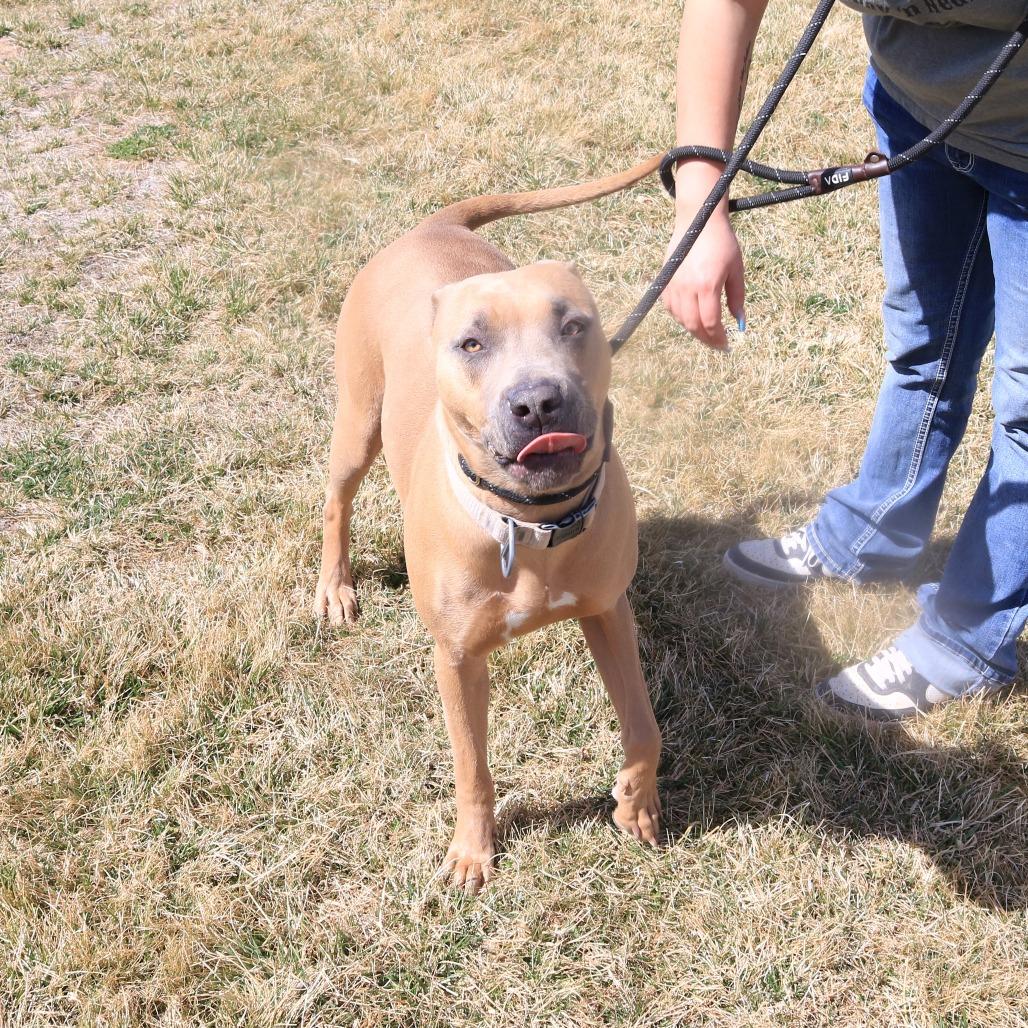 Enlarge Ellie (Lula), a Adoptable Pit Bull Terrier in Rifle, CO image 4/6