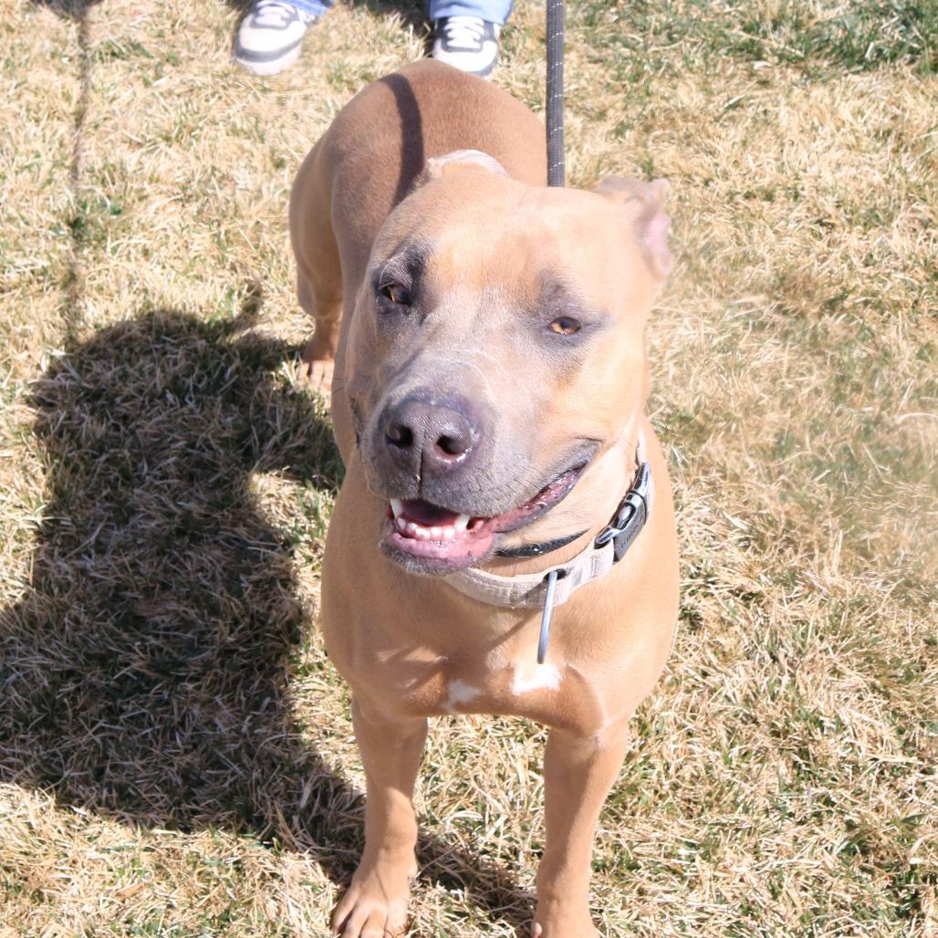 Enlarge Ellie (Lula), a Adoptable Pit Bull Terrier in Rifle, CO image 5/6