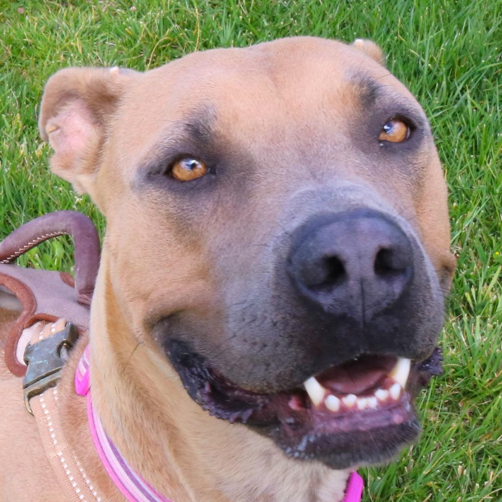 Enlarge Ellie (Lula), a Adoptable Pit Bull Terrier in Rifle, CO image 6/6